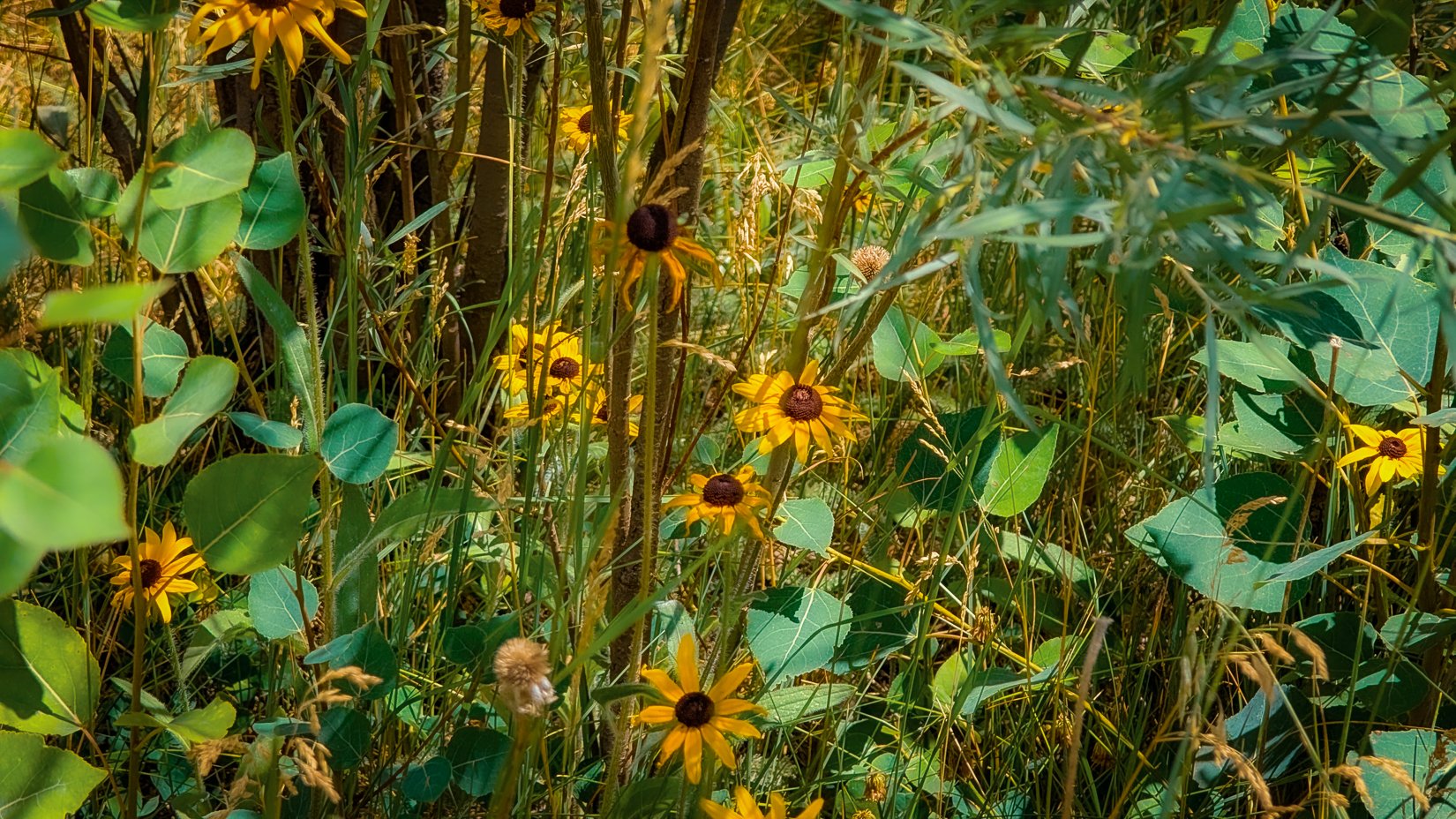 woodland park-5.jpg