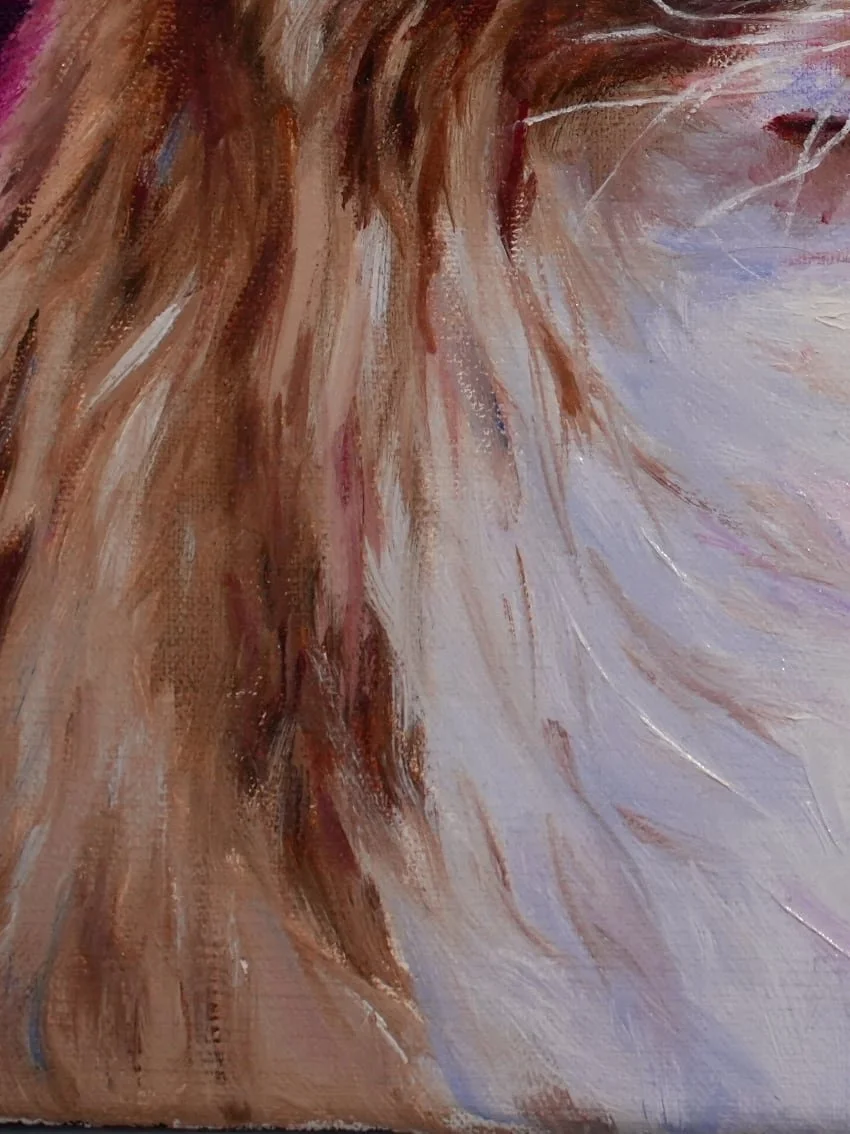 ragdoll cat drawing details