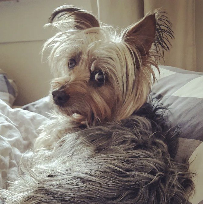 Reference photo of an Australian Silky Terrier used for a custom oil portrait commission