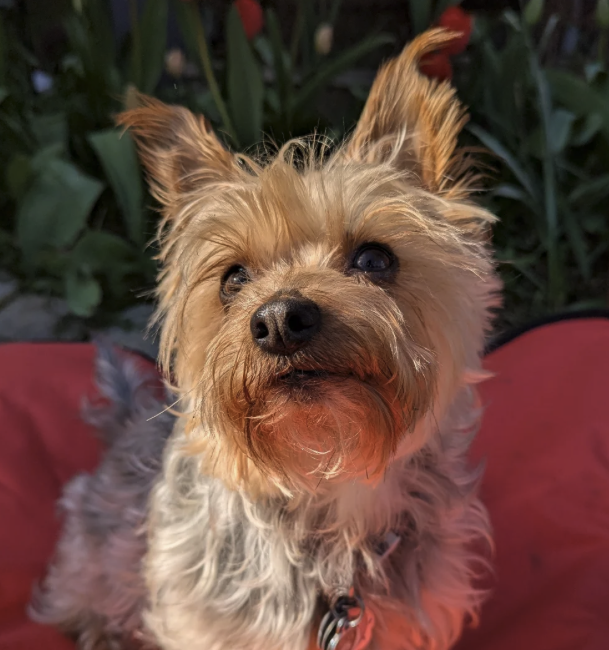 photo of a Yorkshire terrier