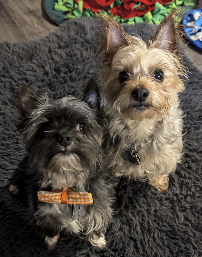 photo of a Yorkshire terrier and a crested Tzu terrier
