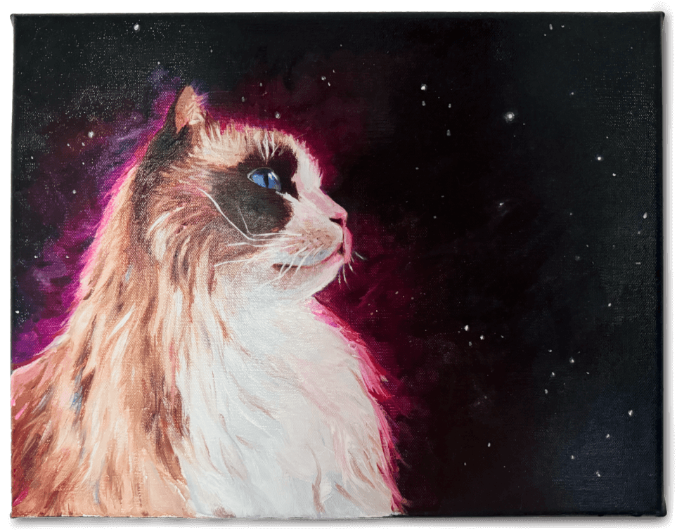 Portrait_Cats_Ragdoll_Kot.png