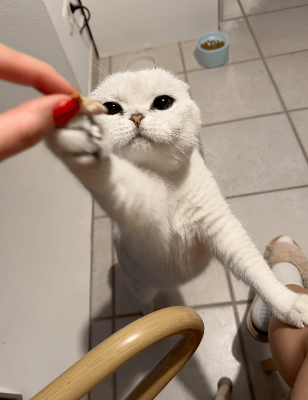 scottish fold cat cute photo asking for snacks