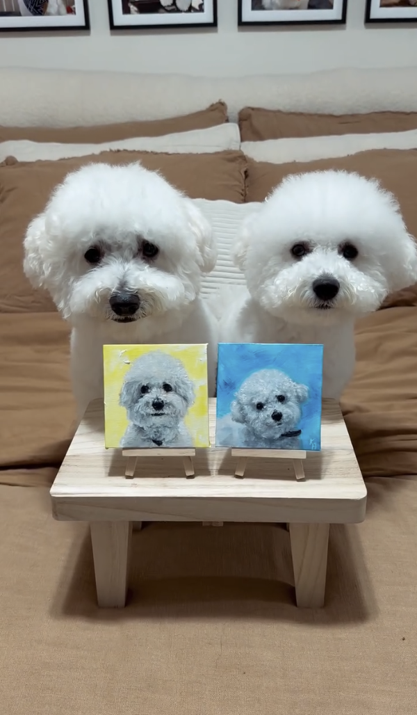 Bichon frise  with his portrait dog oil painting