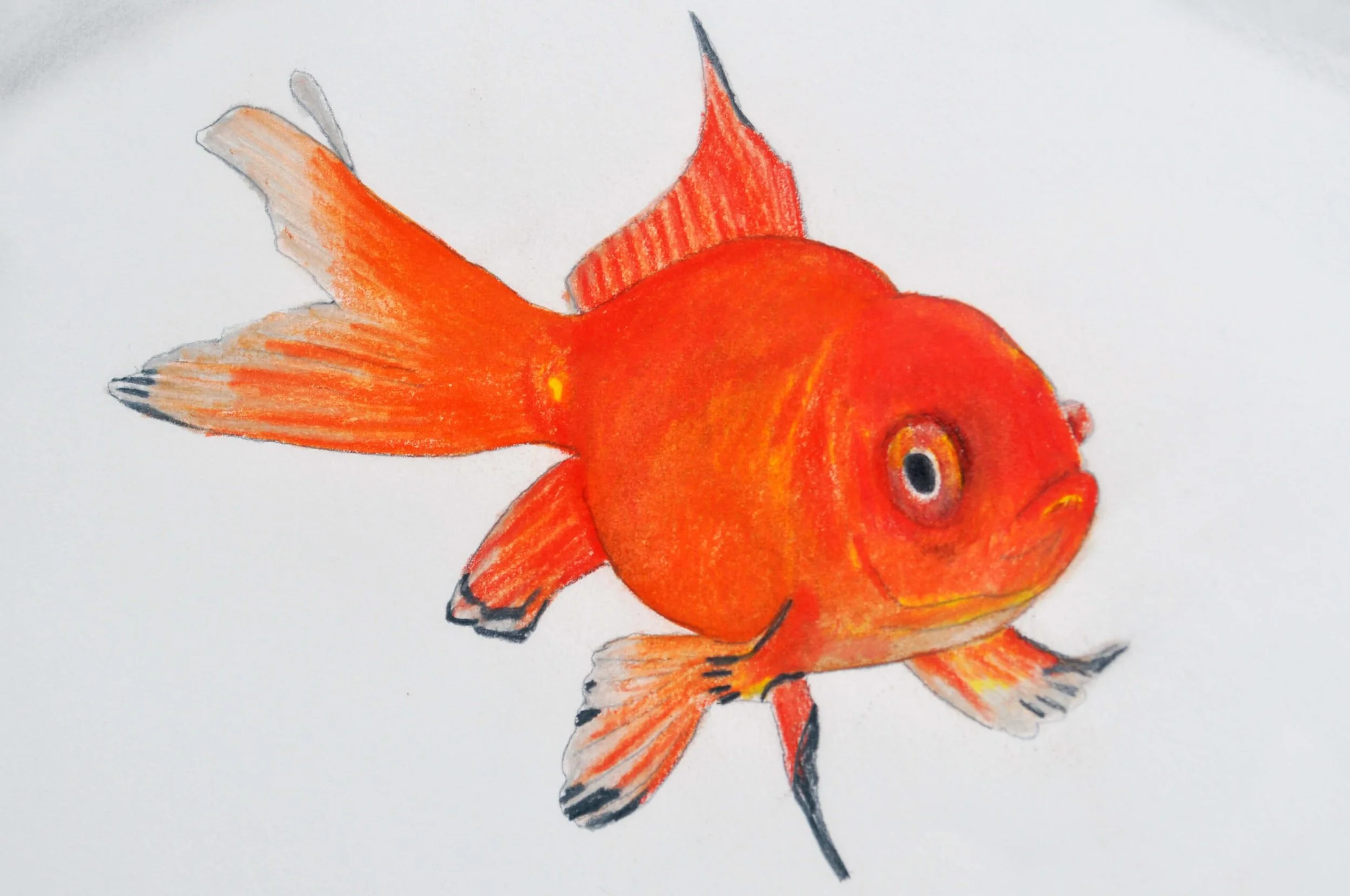 goldfish-3-scaled.jpg