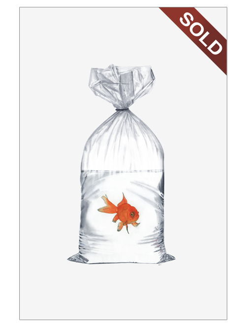 gold-fish-SOLD.png