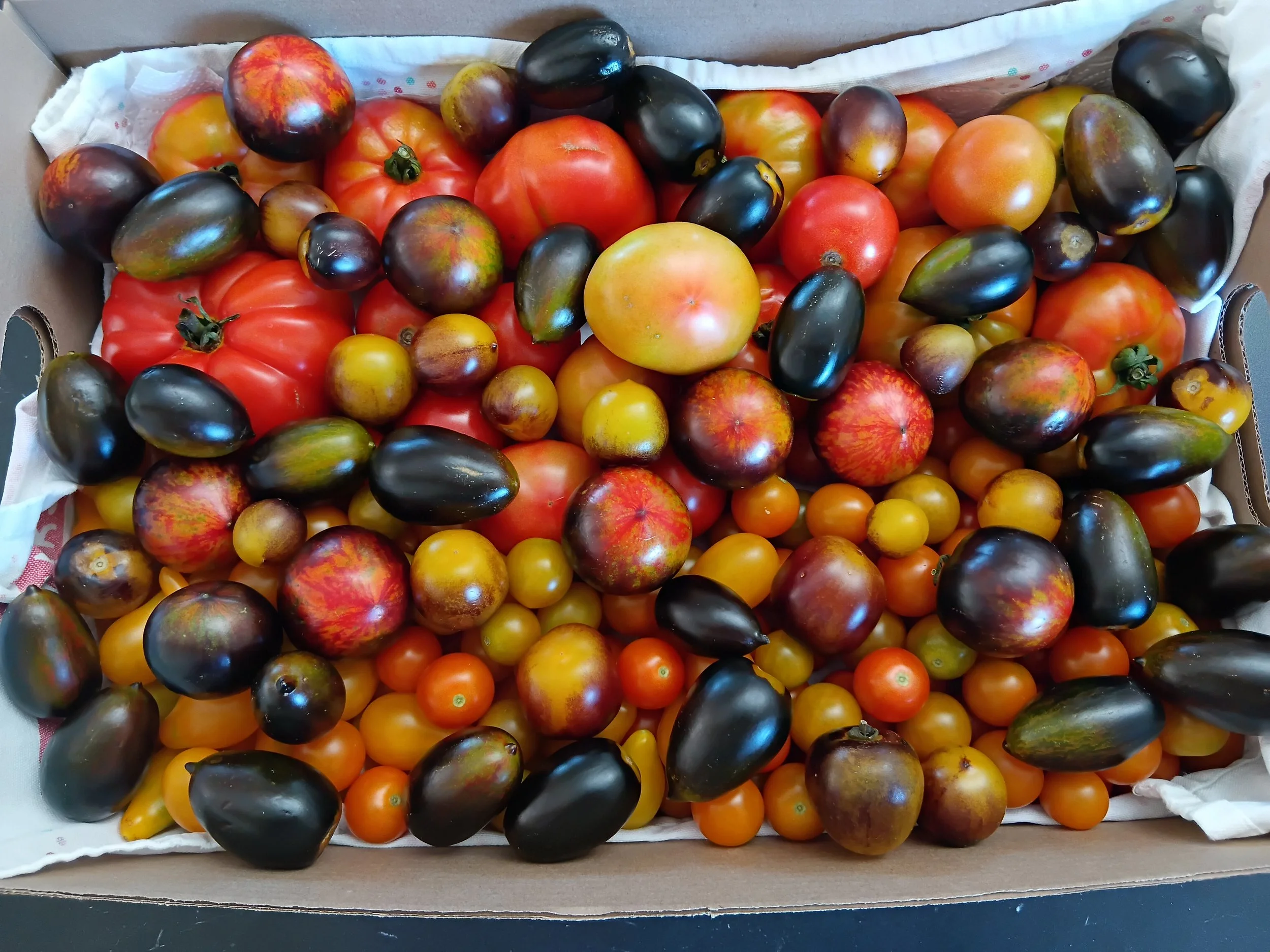 Tomatoes - Mixed Selection 1kg