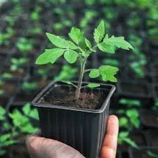 Heirloom Tomato Seedlings