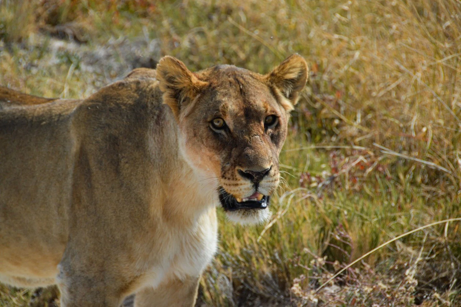 namibie-etosha-park.jpg
