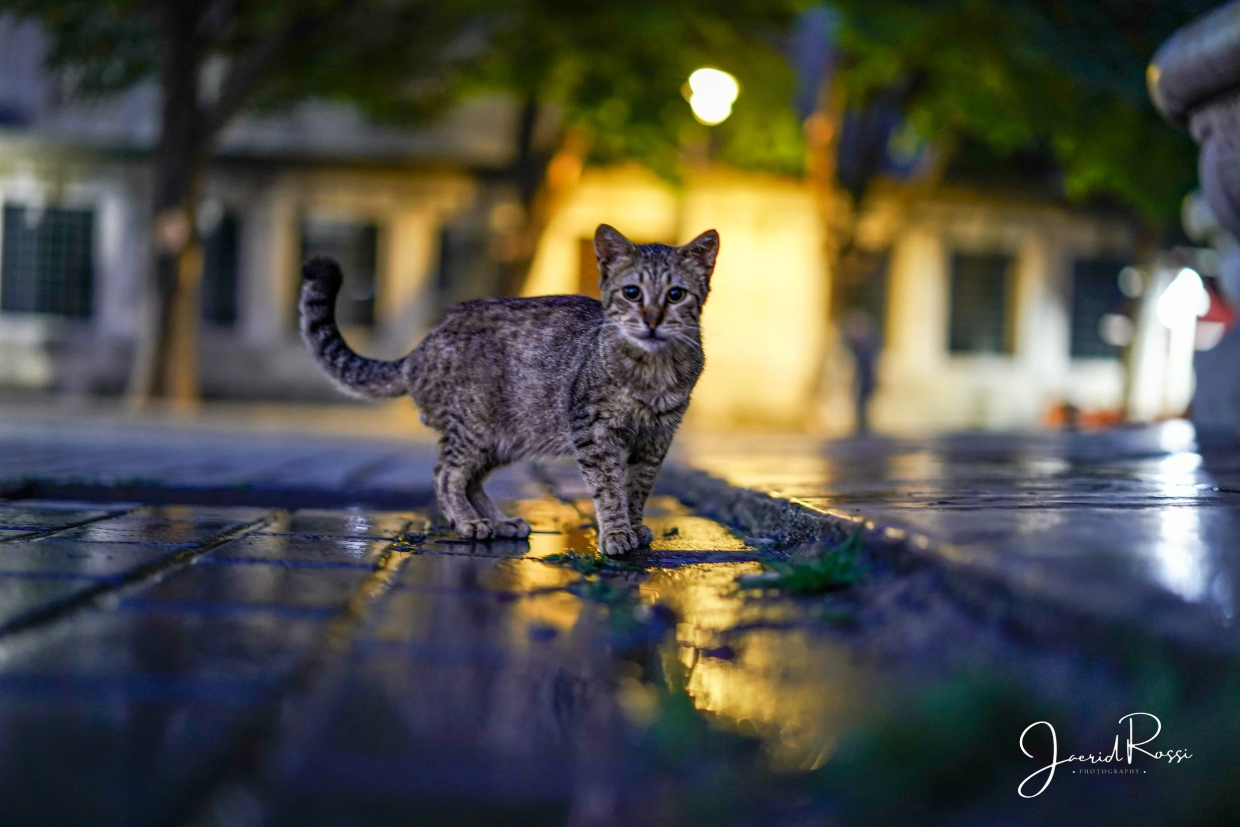 Istanbul - July 2024-19.jpg