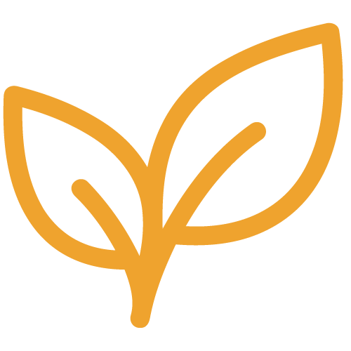 Outline drawing of a plant with two leaves
