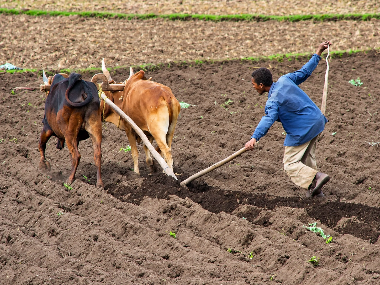 A man in a blue jacket and beige pants is plowing a field with two oxen using a traditional wooden plow, working on a tilled farm field with small plants.