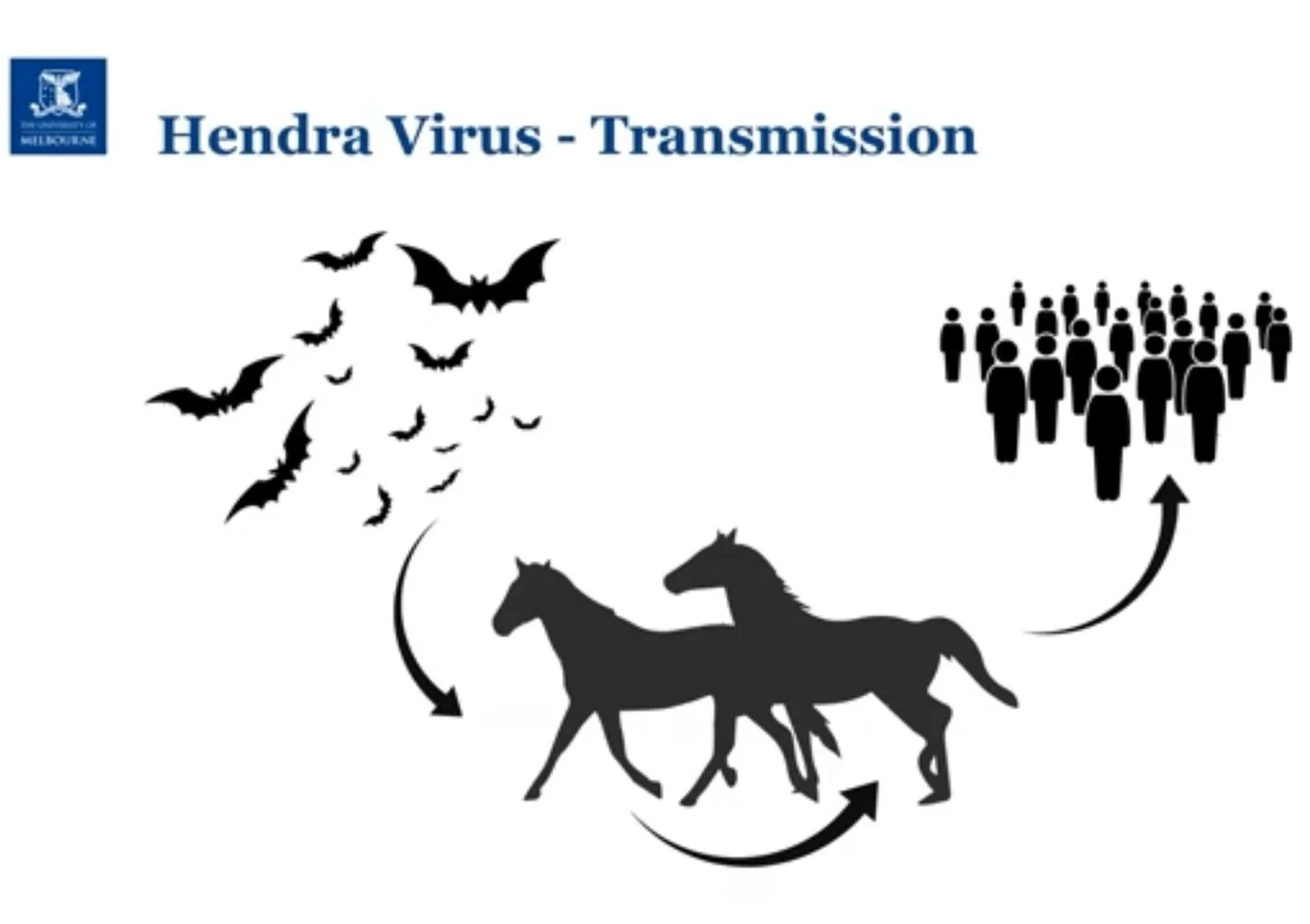 ❗️🦠 Protection from the Hendra Virus 🦠❗️

We are reminding all horse owners of the importance of the Hendra vaccination to prevent this deadly disease following the recent death of an unvaccinated horse in South-East Queensland. 

Hendra virus is c
