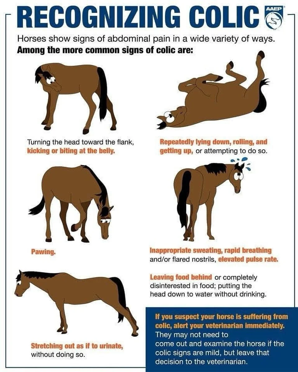 We are seeing an increased amount of colics at the moment. If you suspect your horse is suffering from colic, please alert your veterinarian immediately.

Colic indicates a painful problem in the horse&rsquo;s abdomen, which can be caused by a number