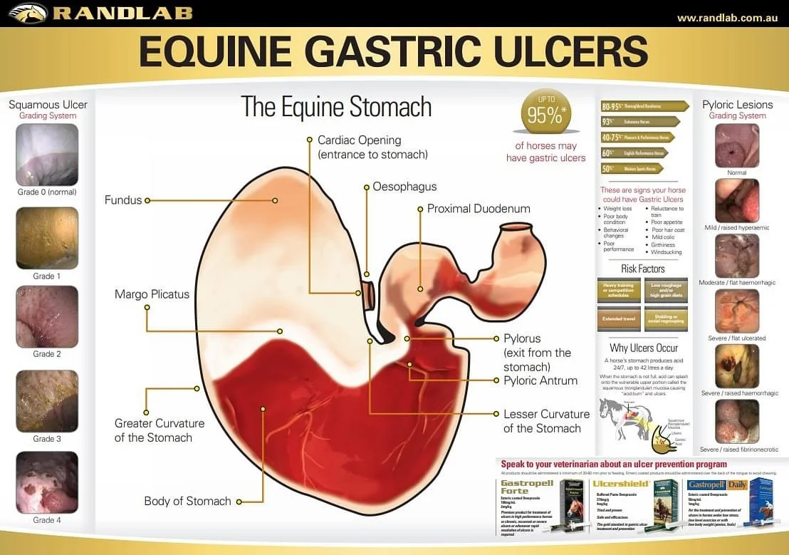 🟡⚫️ RANDLAB GASTRIC SCOPING DAY ⚫️🟡

📌 Tuesday, October 14th 

📌 At our clinic in Mardi 

If you are concerned your horse might suffer from gastric ulcers, has been diagnosed with gastric ulcers previously or is just not itself; this will be a gr