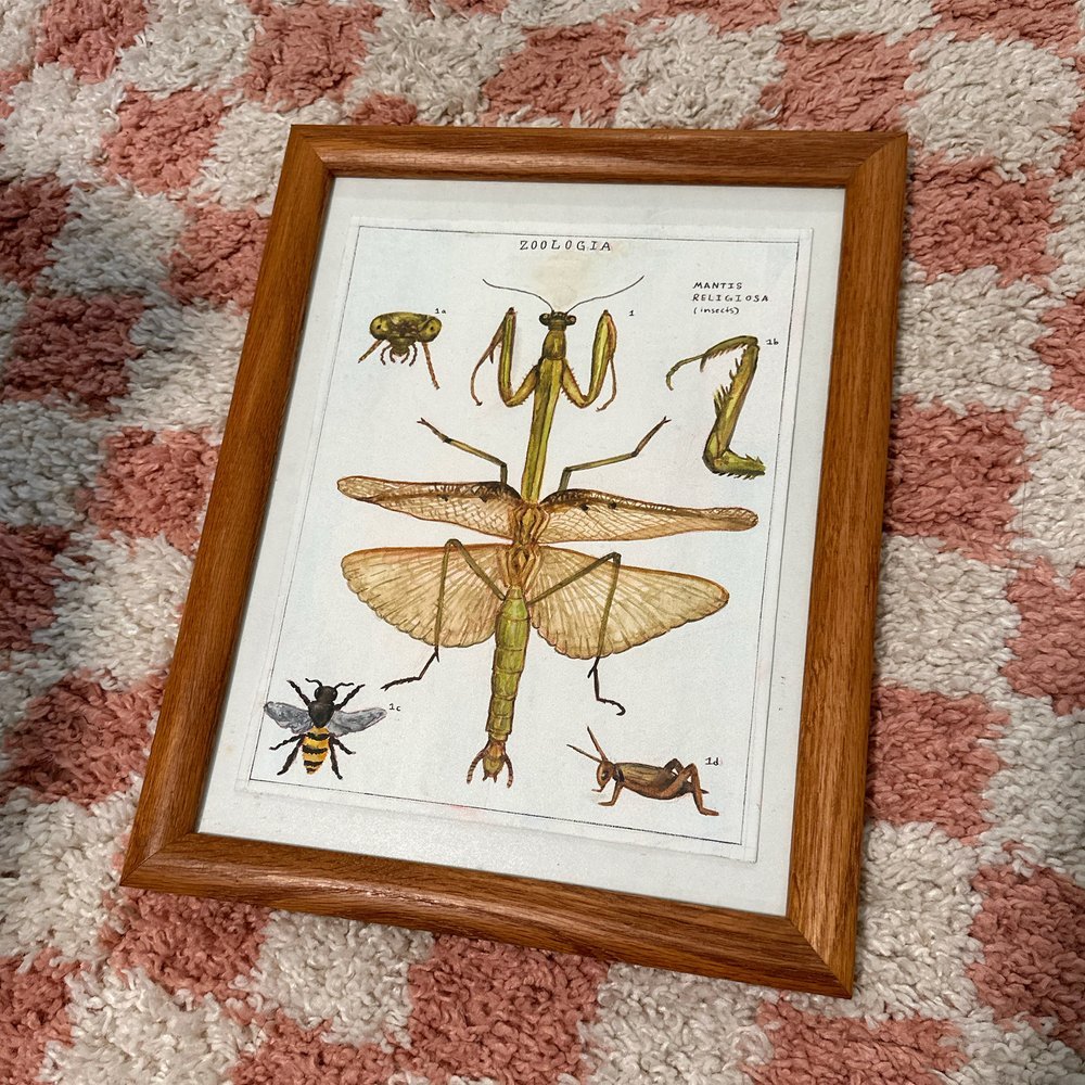 mantis.jpeg
