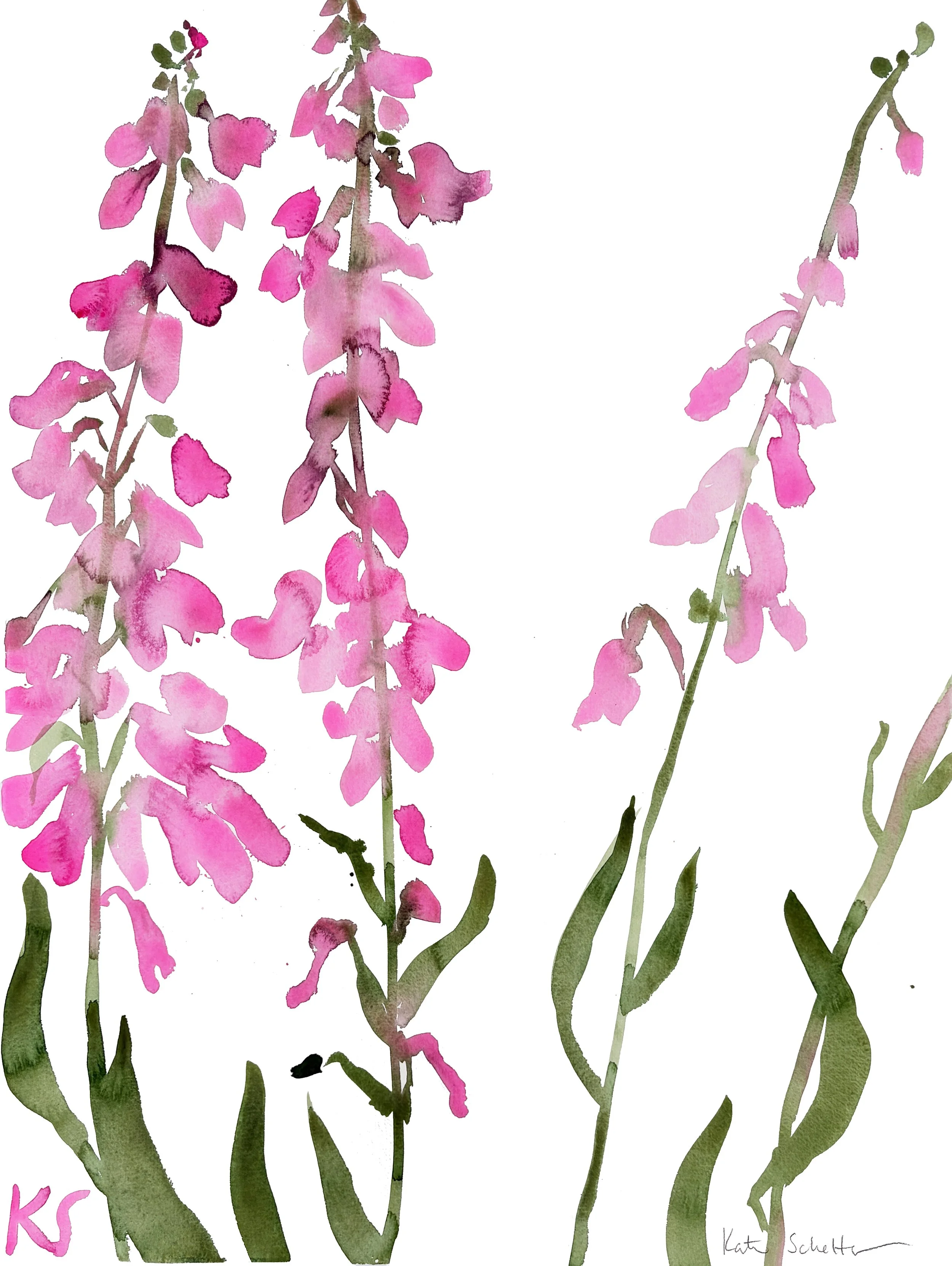 FOXGLOVES MAINE PINK | 22" X 30"