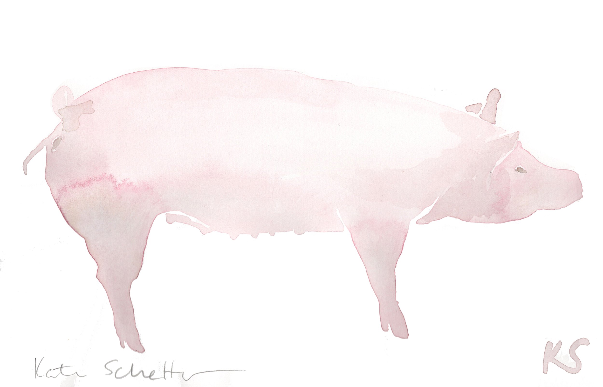 PIG