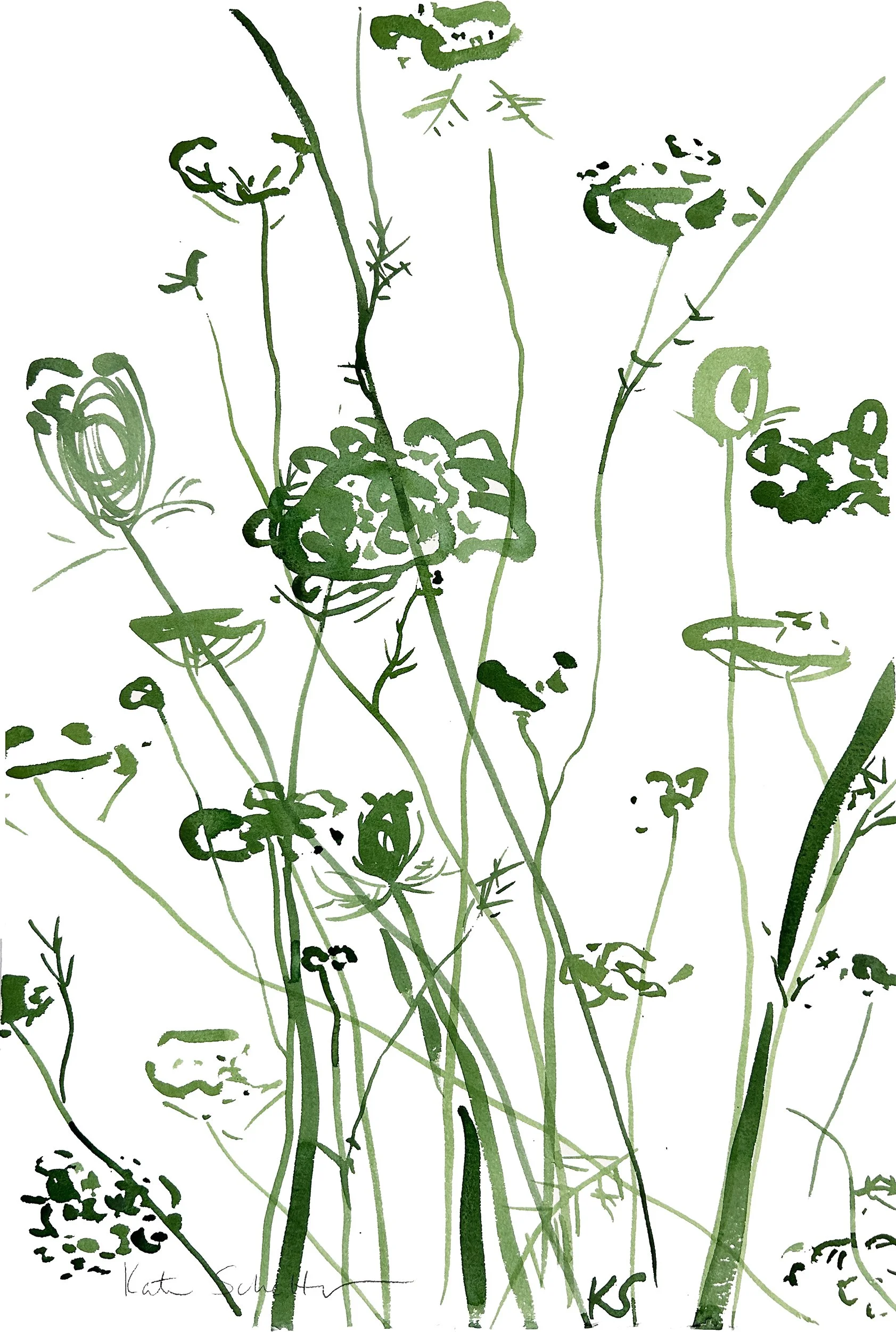 QUEEN ANNE'S LACE CAPE COD_1 15.25" X 22.5".jpg