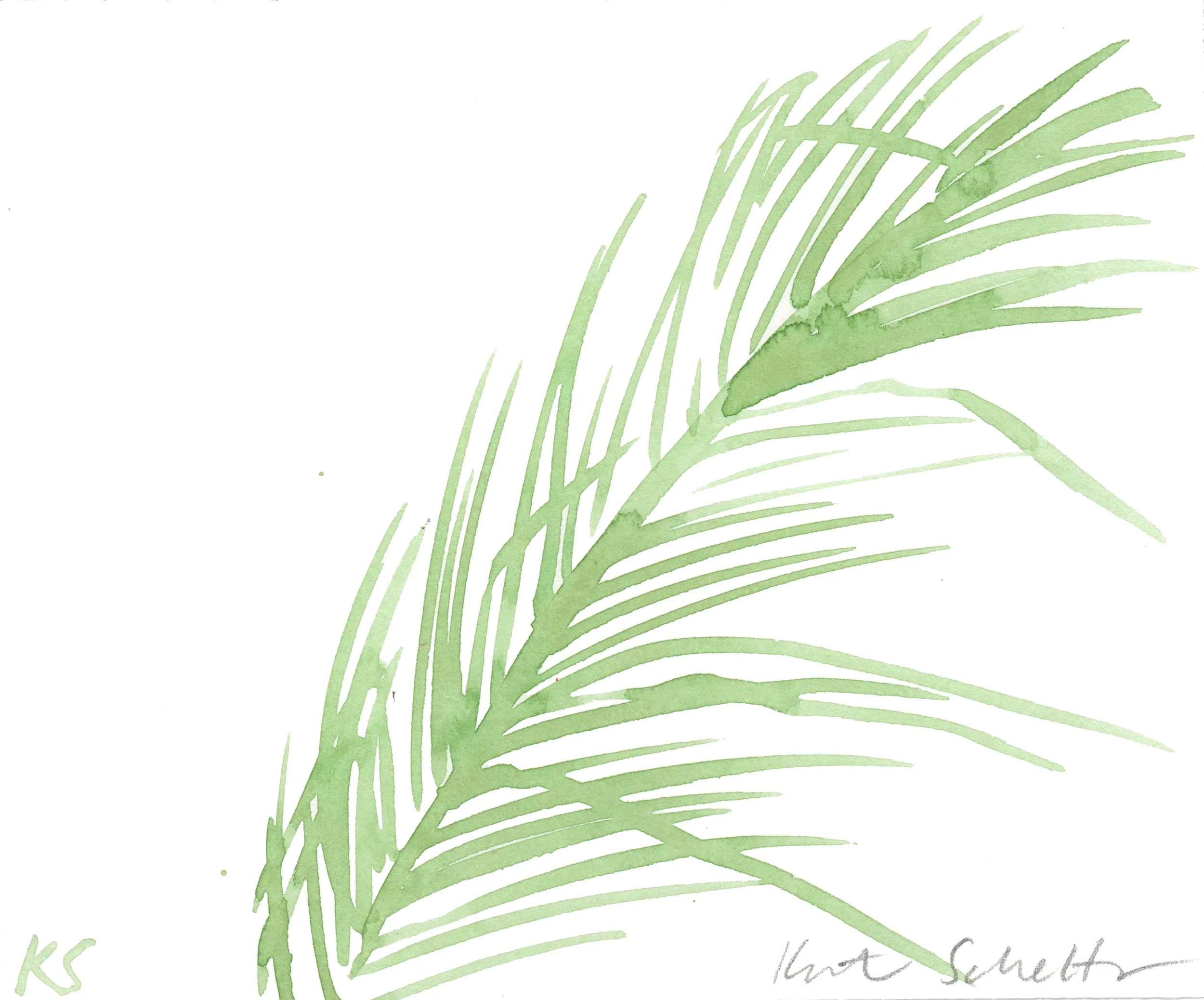 PALM FROND 6.5" X 5.25"_300dpi.jpg