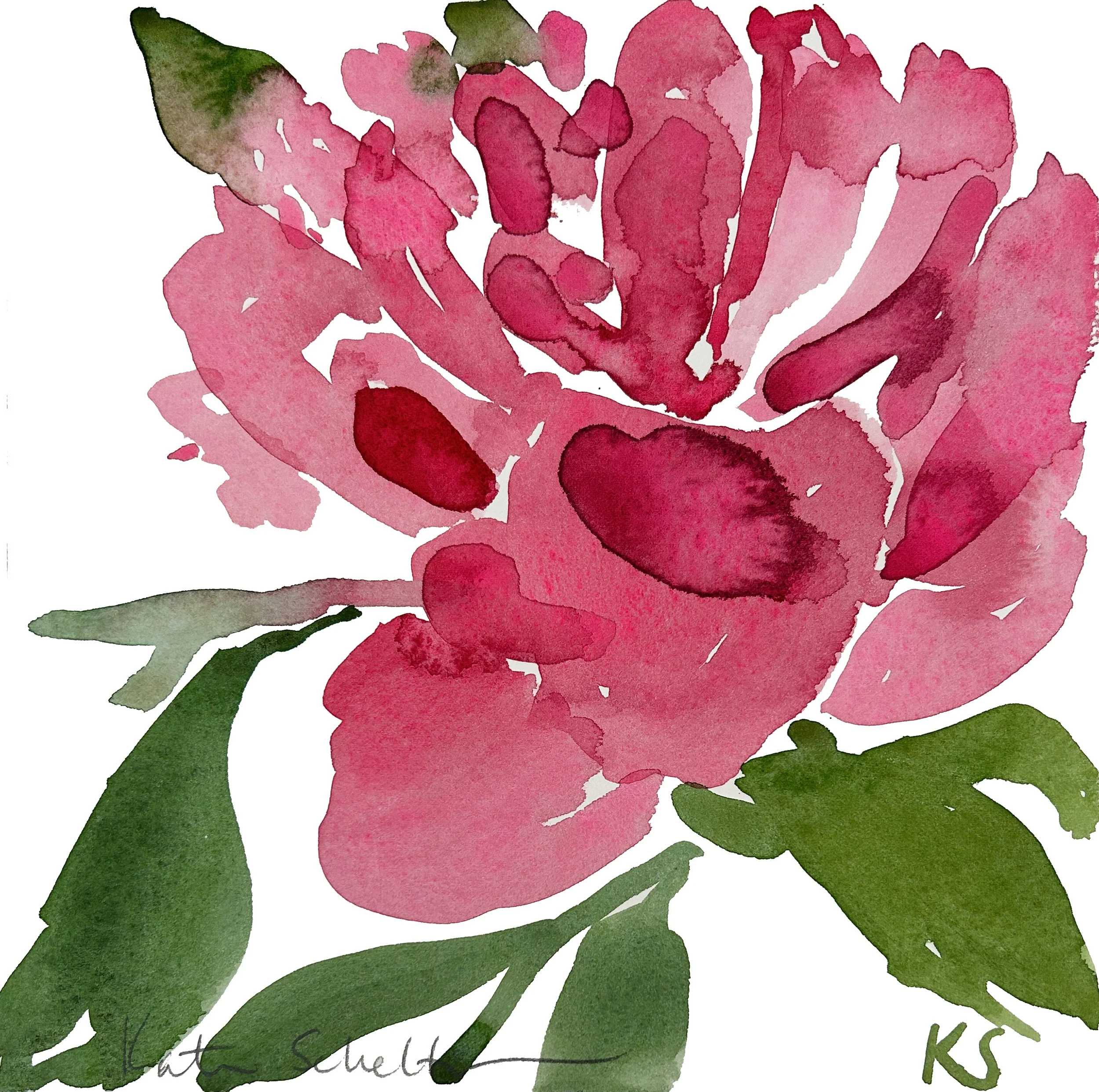 PEONY 15 FUSCIA  | 8.5" X 8.75"