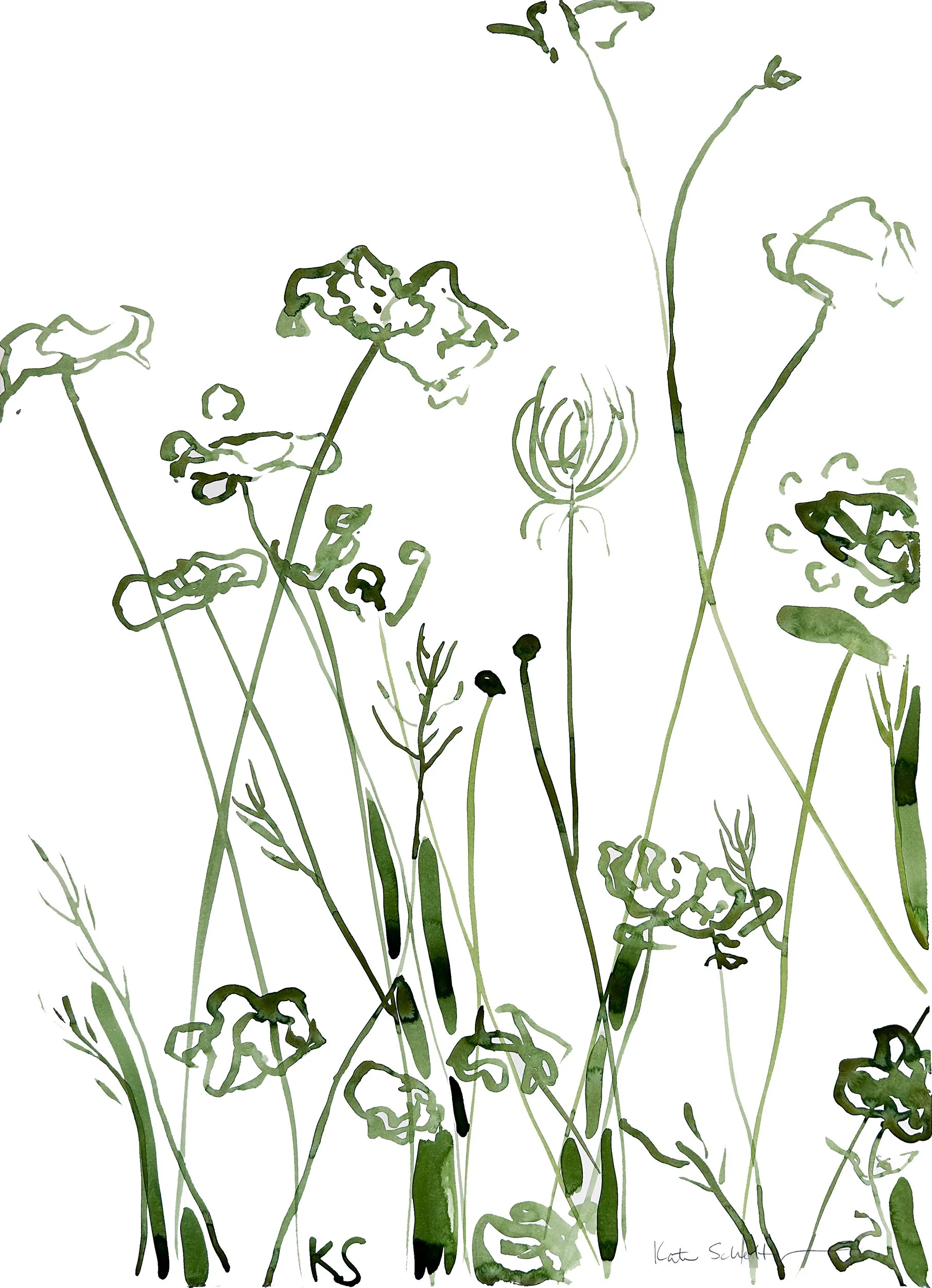 QUEEN ANNE'S LACE CAPE COD_4 22" X 30".jpg