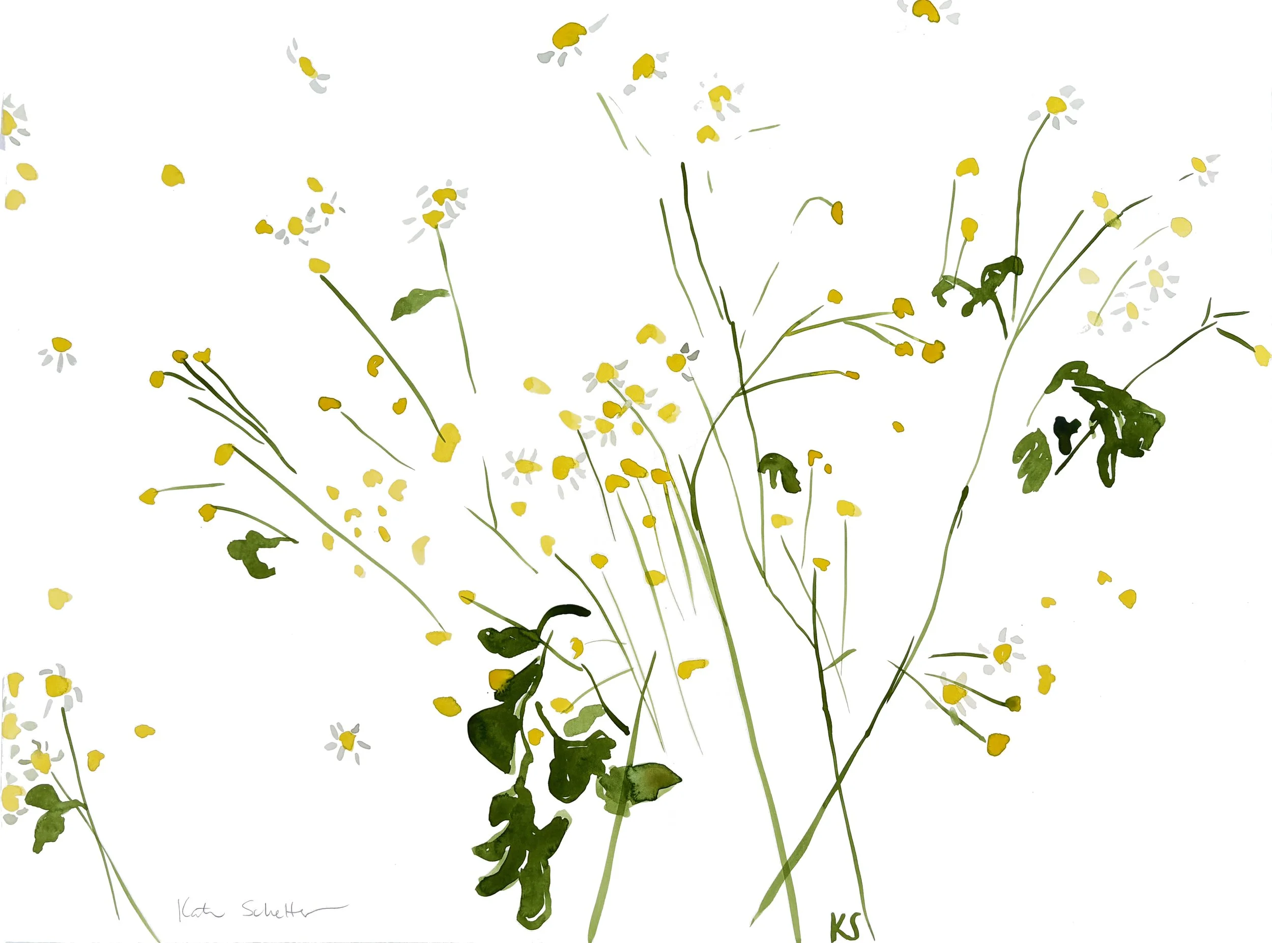 CHAMOMILE CAPE COD 6_ 30" X 22"_R.jpg