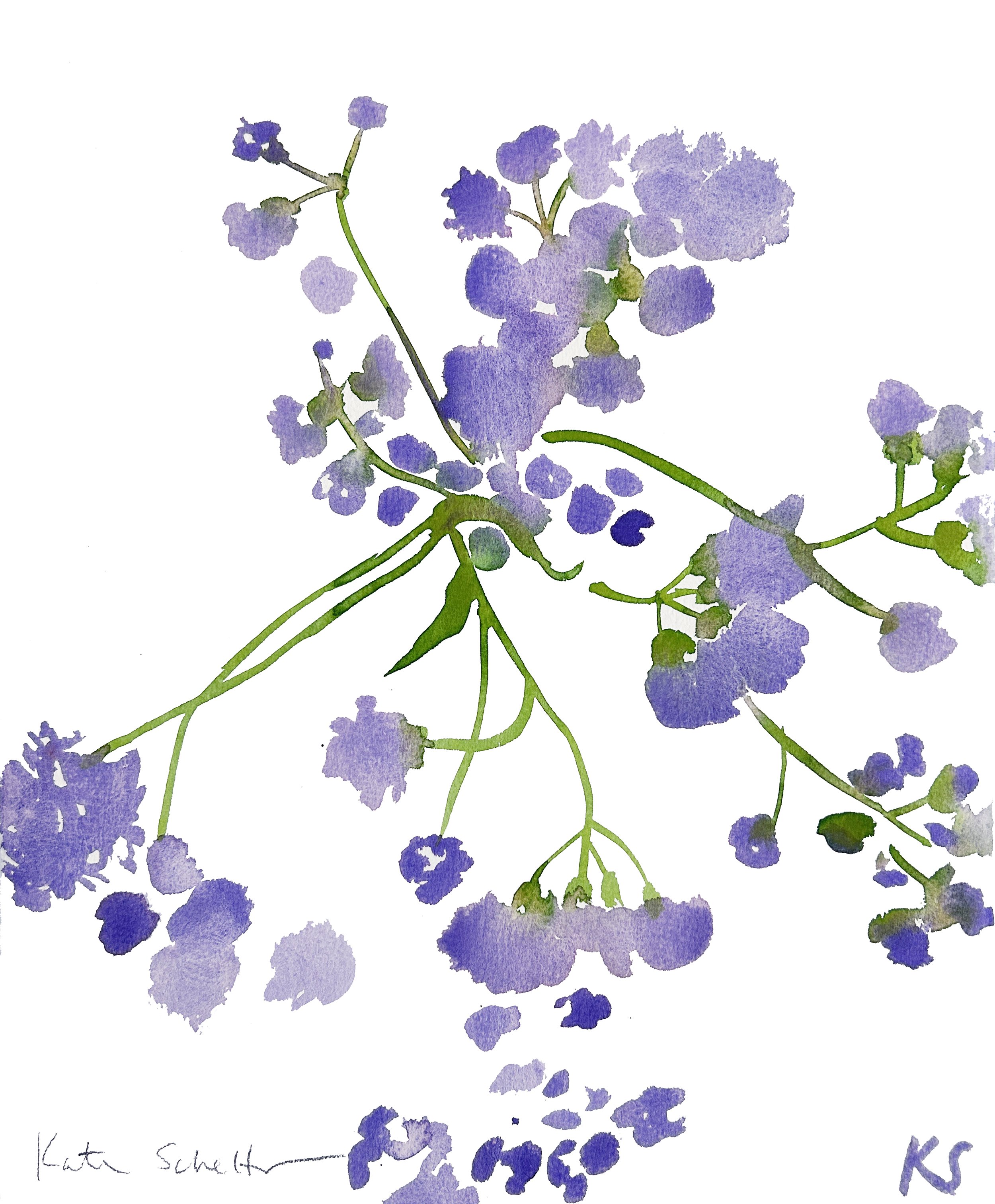 DAME'S ROCKET MAINE PURPLE 12.5" X 15.25" .jpg