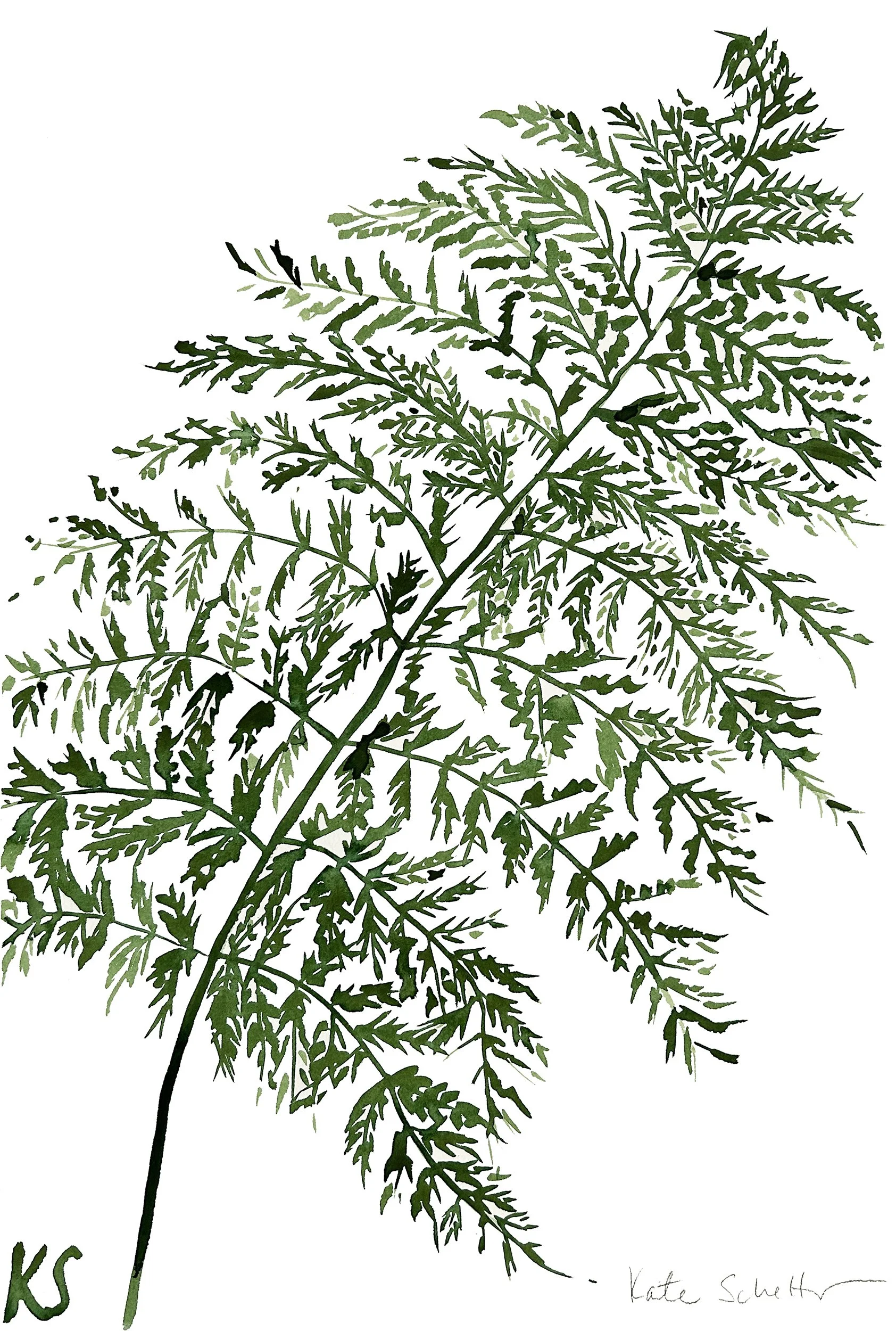 FERN MAINE_2 15" X 22.25"_R.jpg
