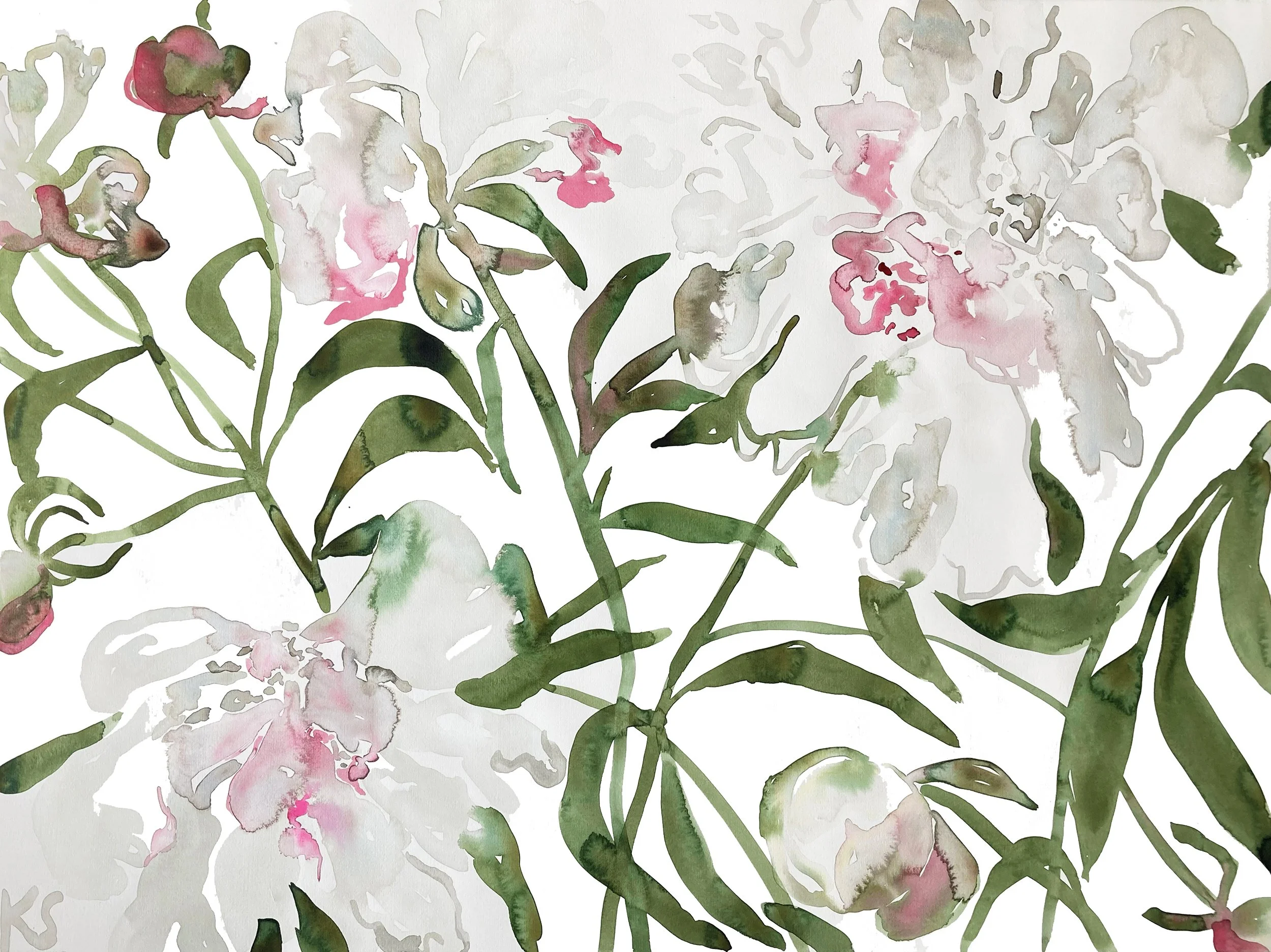 PEONIES WHITE MAINE JULY 2023_3 | 30" X 22"