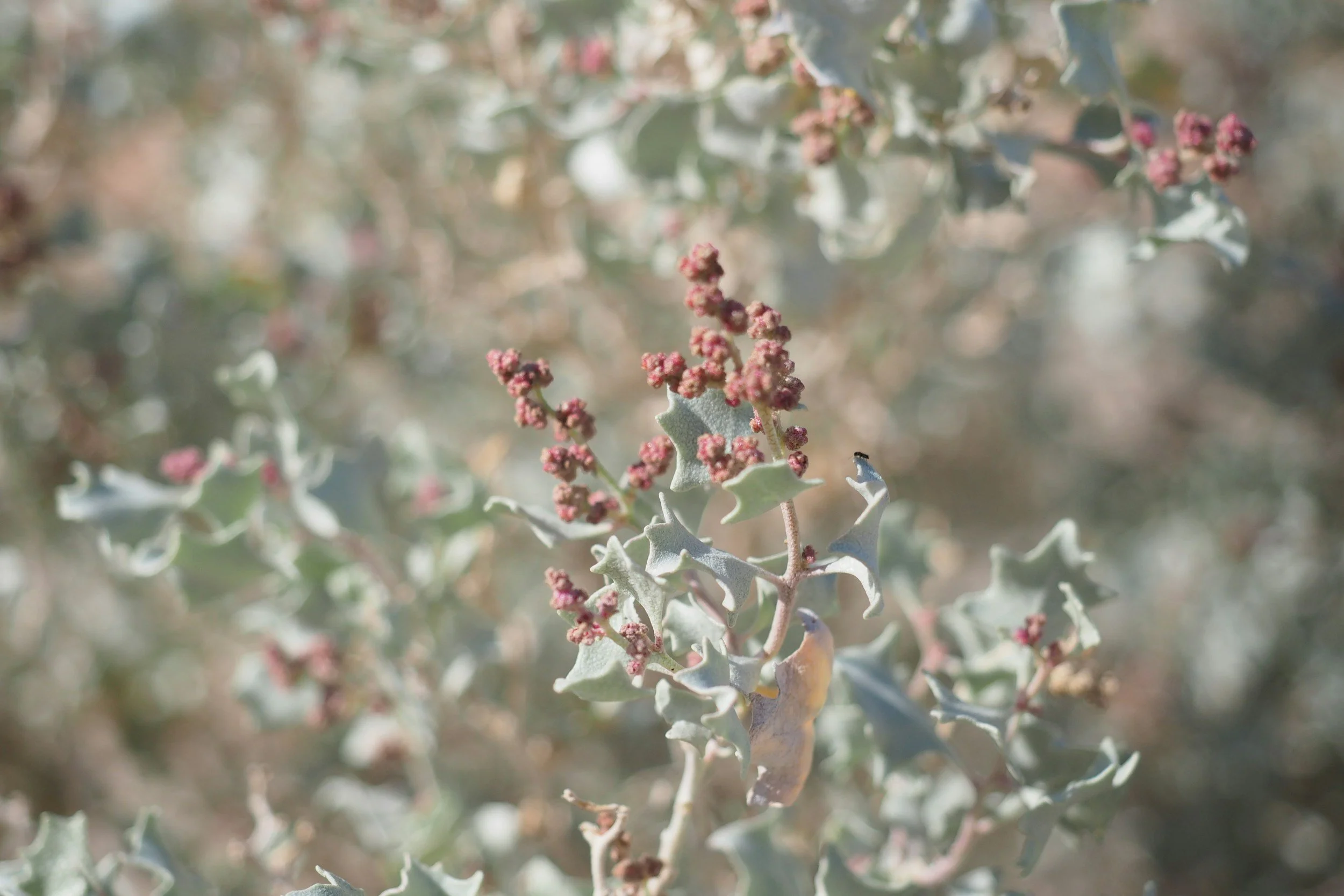 Close-up of a plant with small pinkish-red buds and light green, spiny-edged leaves.