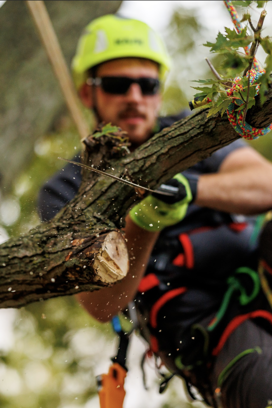 Tree worker using a saw to cut a tree branch, wearing a safety helmet and gloves.