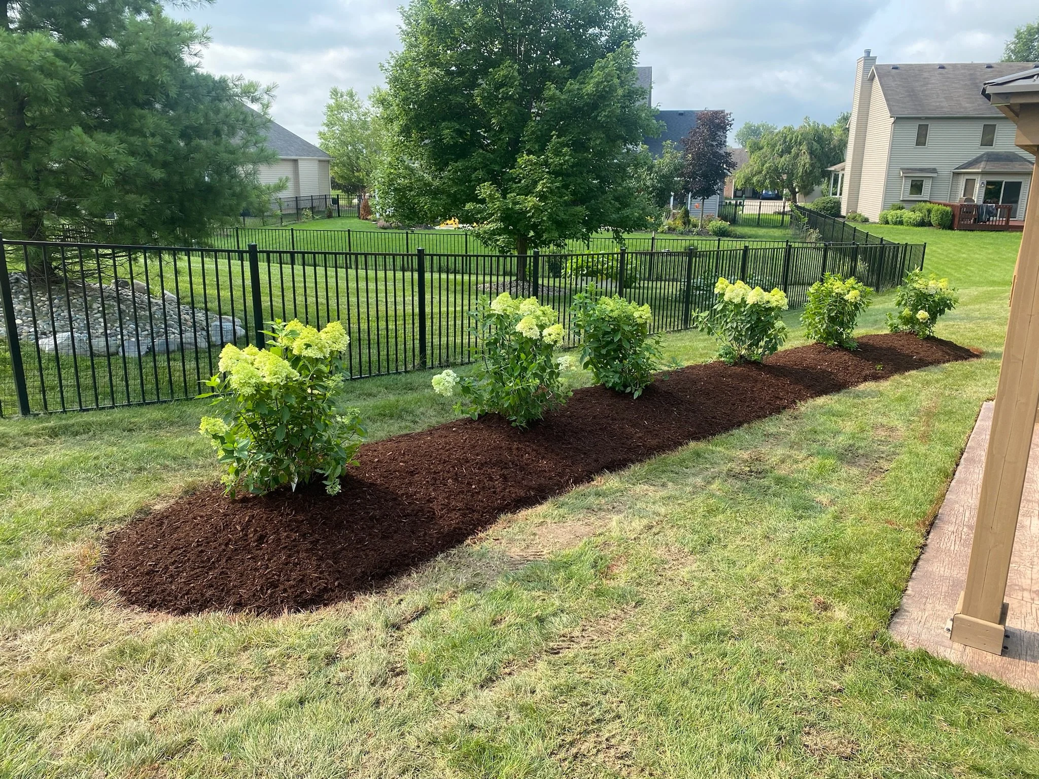 A garden with a row of flowering bushes planted in a mulched bed next to a black metal fence, surrounded by a well-maintained grassy lawn and residential houses in the background.