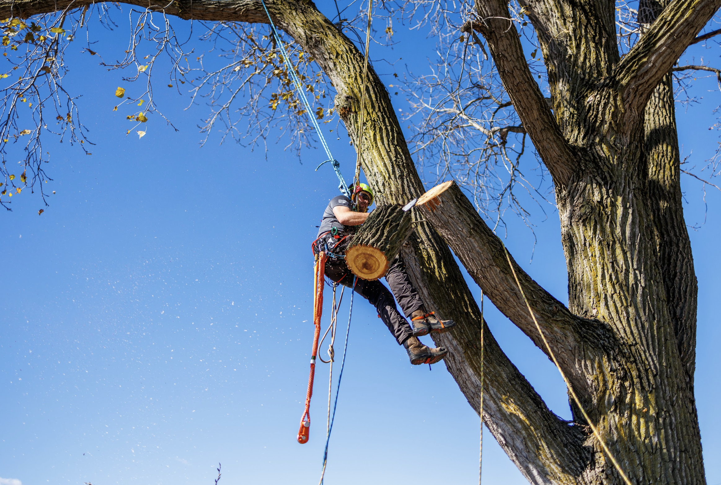 Arborist using ropes and harness to cut tree branches while suspended.