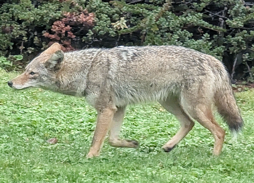 June 15, 2026 
Living with Coyotes in Happy Valley