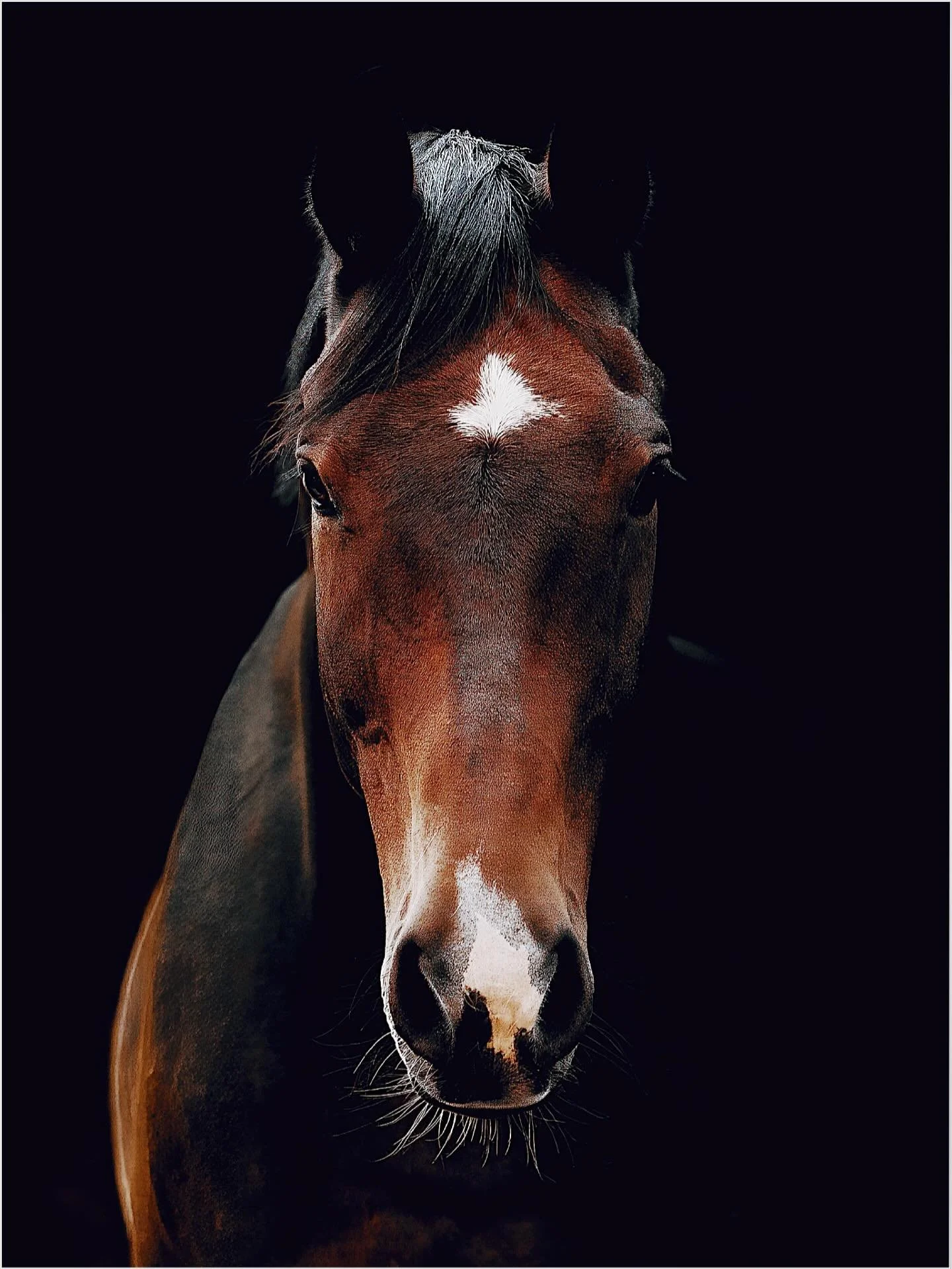 After culling and editing literally thousands of frames today, this one stopped me cold. A quiet portrait—simple, but commanding. This horse was at the location of my last family shoot, and I couldn’t resist giving it its own spotlight. C