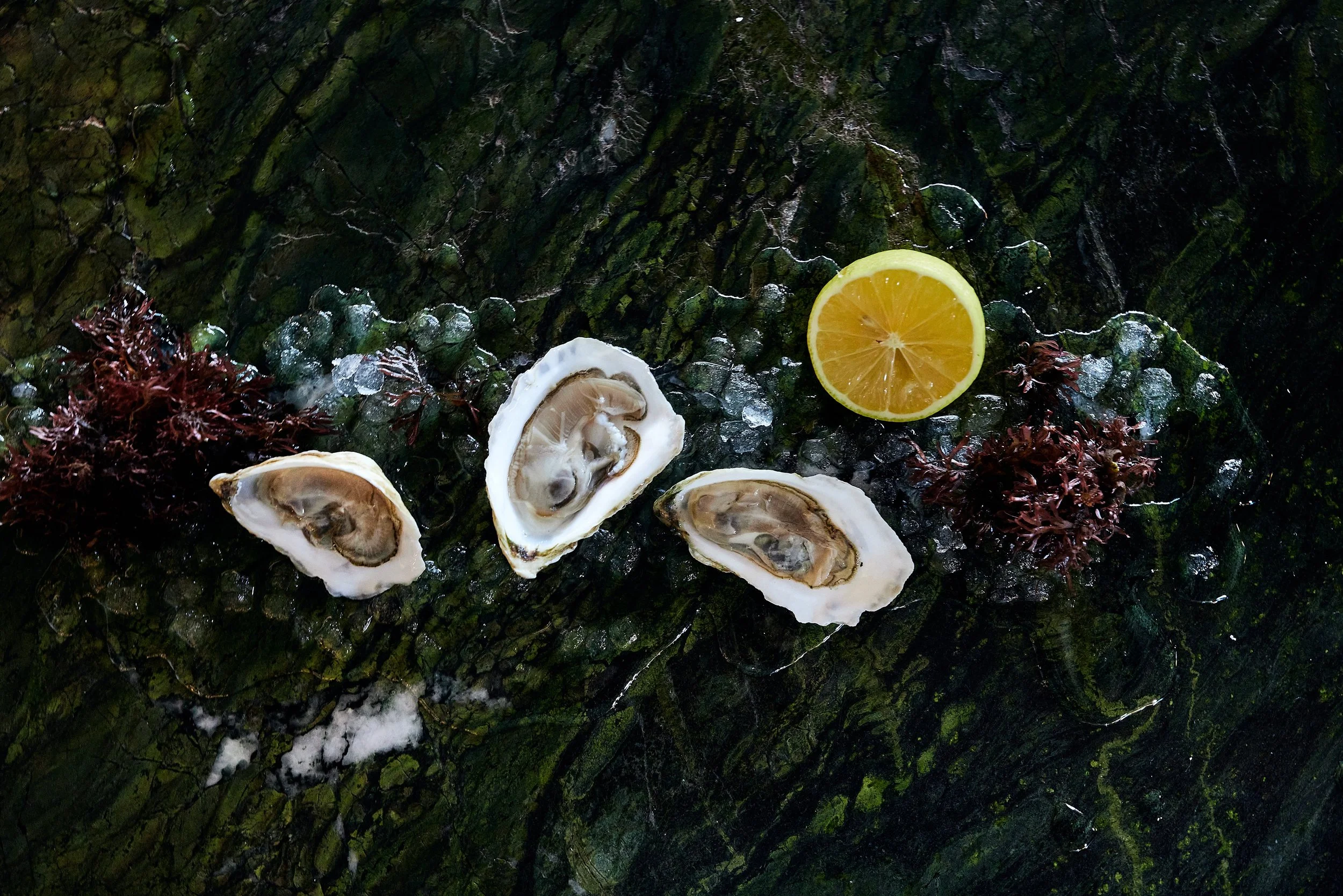 Oyster (1).jpeg