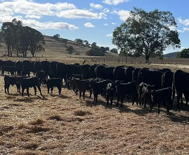 Livestock are a heartbeat. Food security and animal welfare are directly tied to fuel security.