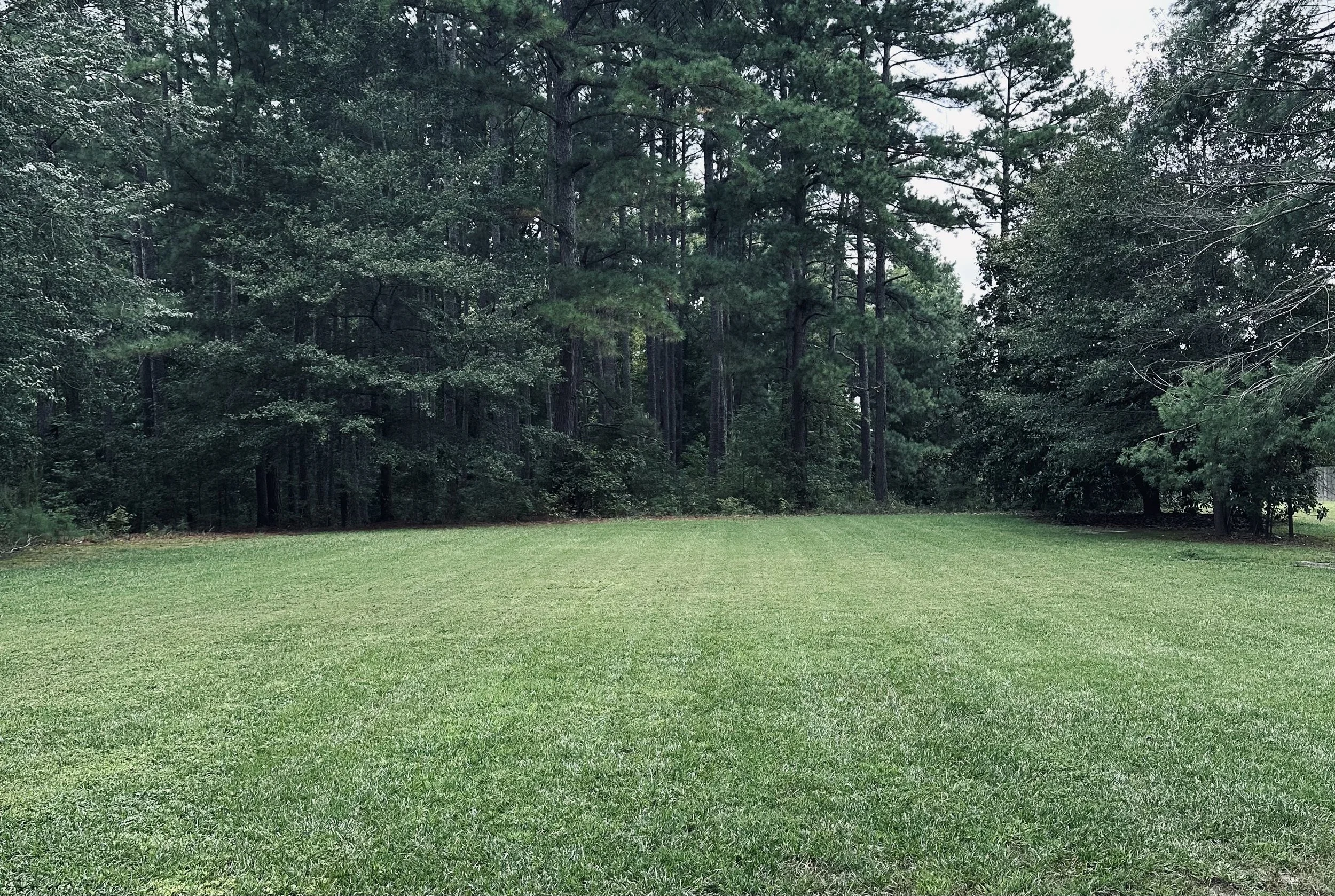 A grassy lawn bordered by trees and shrubbery, with a dense forest in the background.