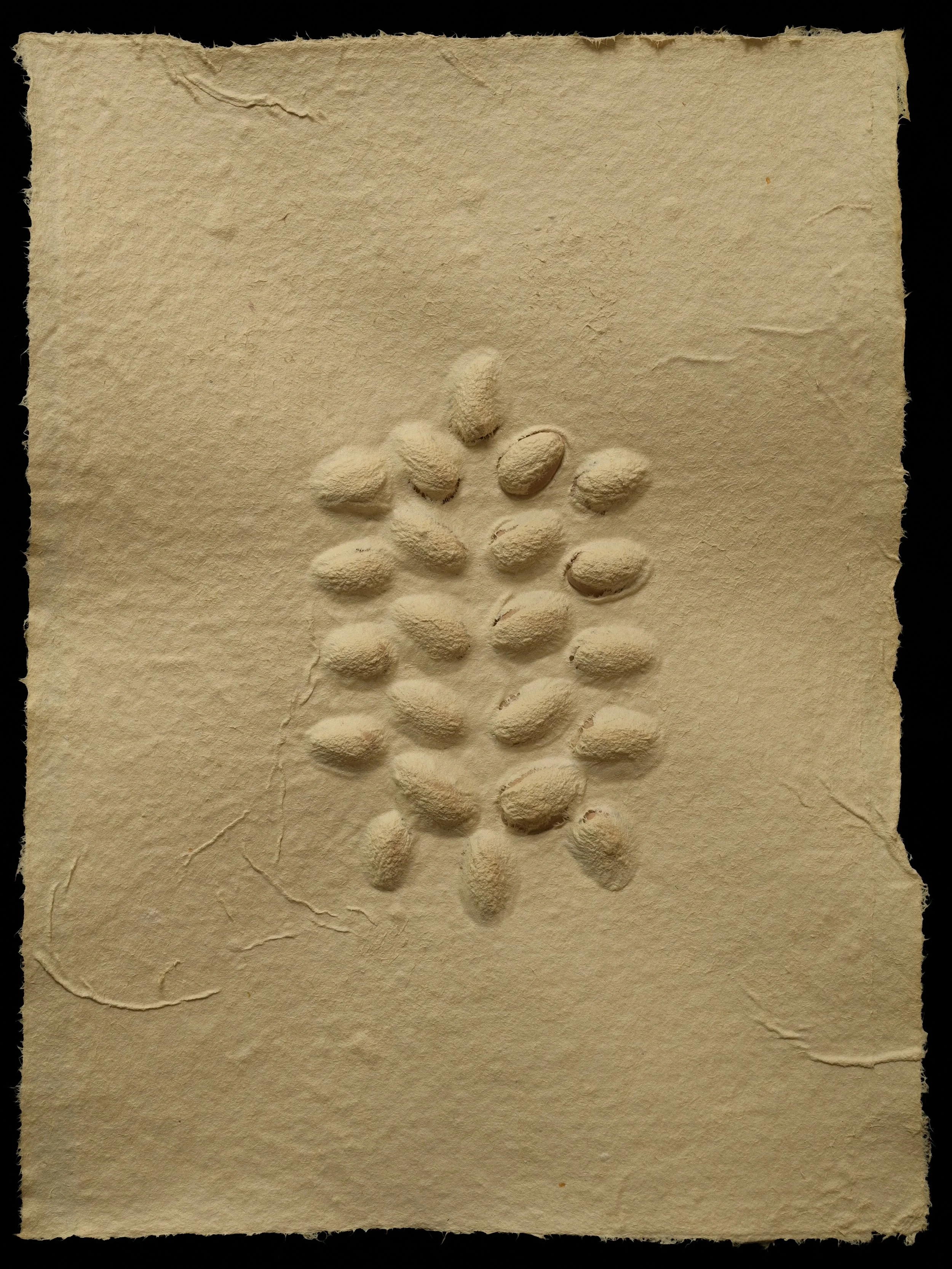 Pistachio shells, pistachio dyed recycled paper, 8.5" x 11.5" (21.6 cm x 29.2 cm)
, 2024