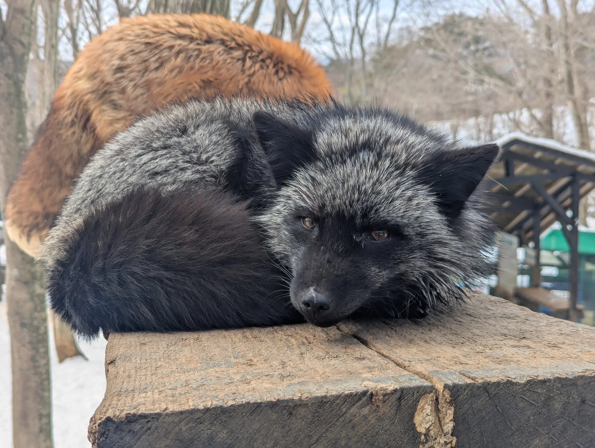 A black and gray fox resting on a wooden surface outdoors with trees and a structure in the background.