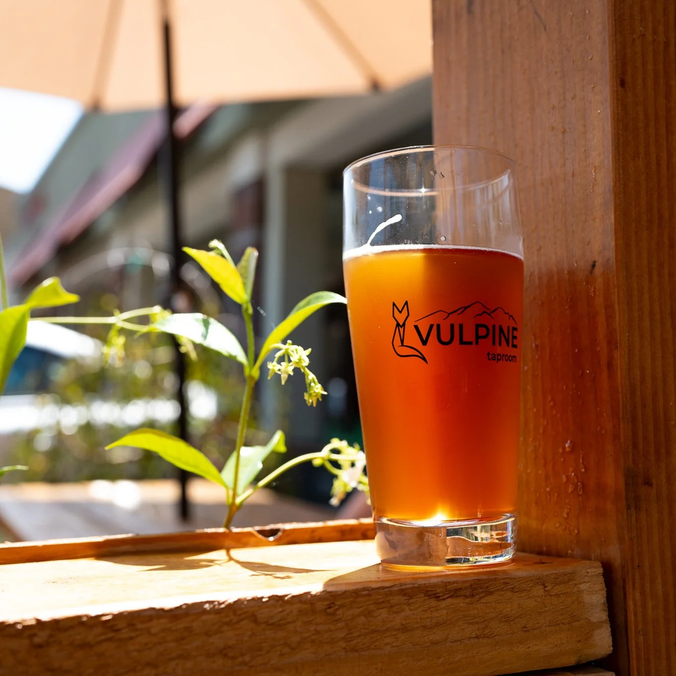 A glass of amber-colored beer with a logo that reads 'Vulpine taproom' on it, placed on a wooden surface outdoors, with green plant leaves and an umbrella in the background.