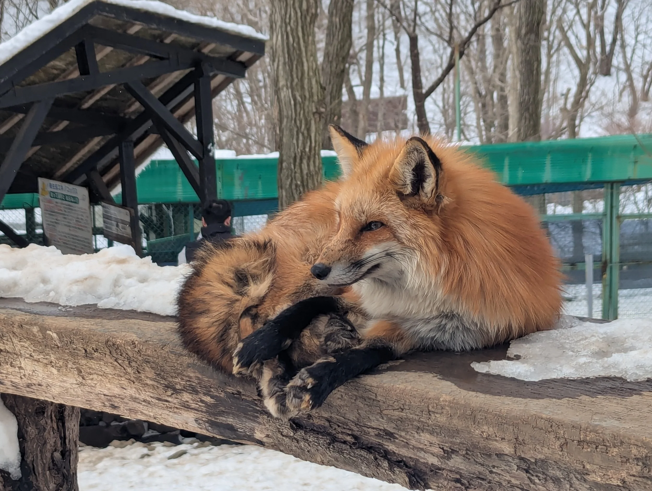 A fox resting on a snow-covered wooden log in a wintery outdoor setting.