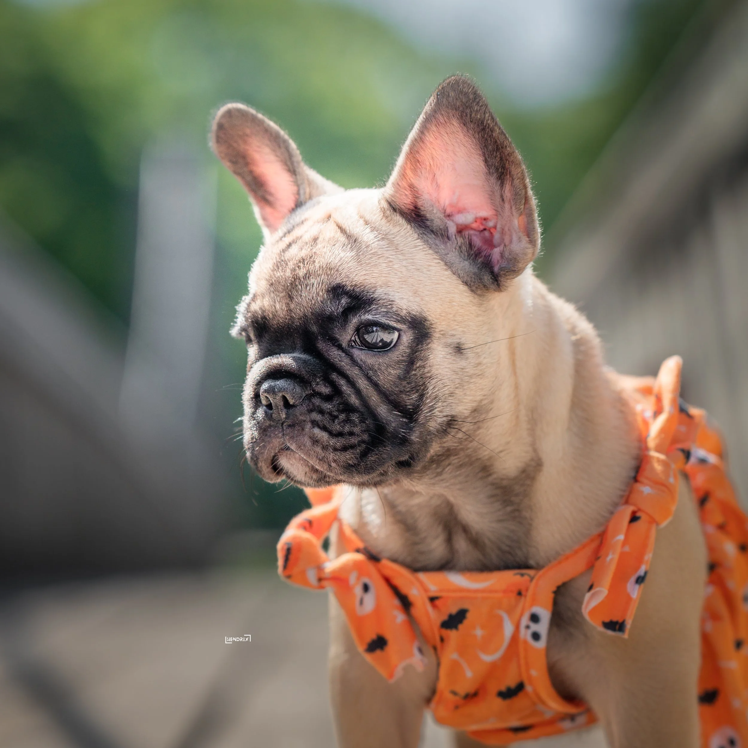 A French Bulldog puppy wearing an orange Halloween-themed bandana with black bats and white ghosts, outdoors with a blurred green background.