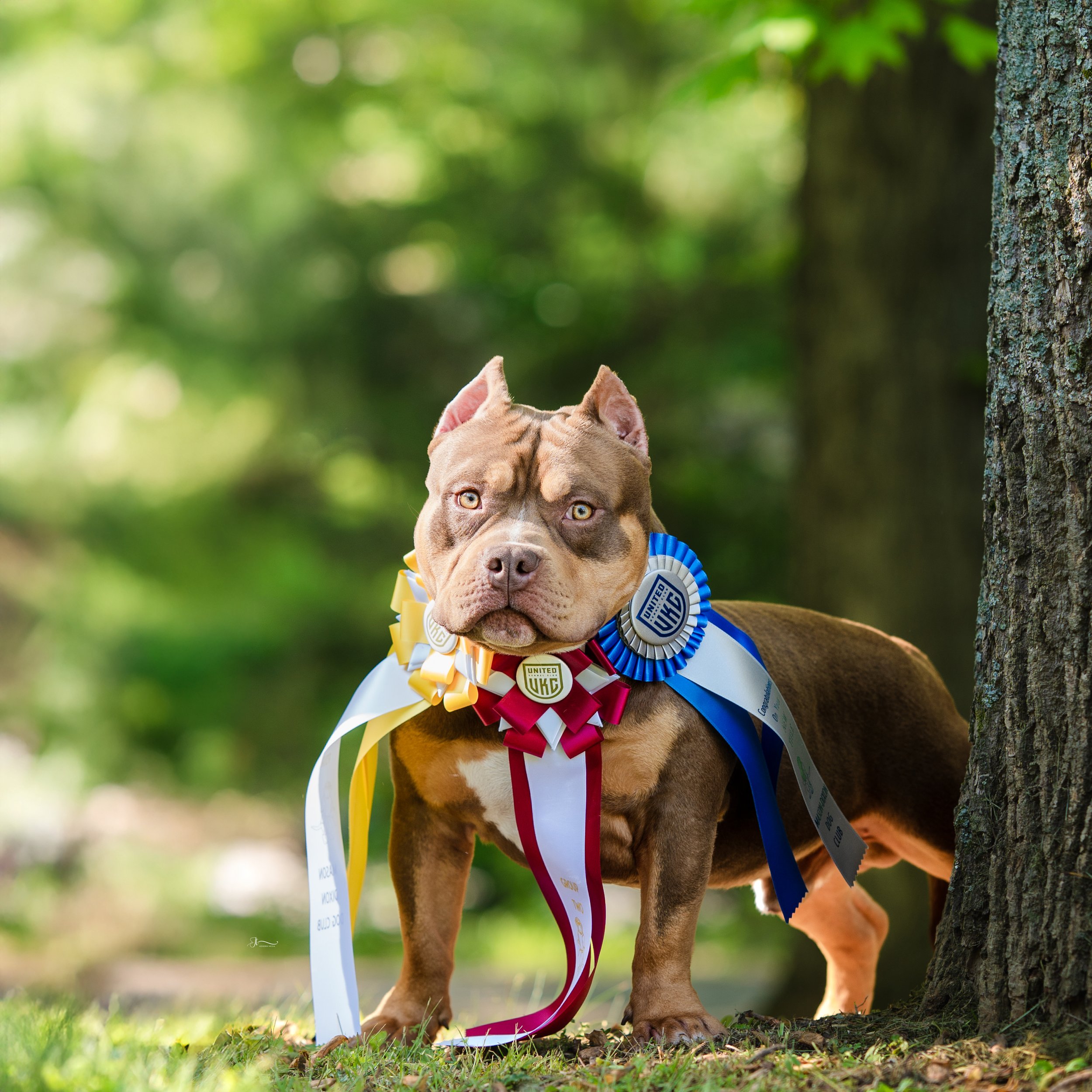 A dog with a Bulldog-like face and muscular build, wearing several award ribbons around its neck, standing outdoors on grass near a tree in a forest setting.