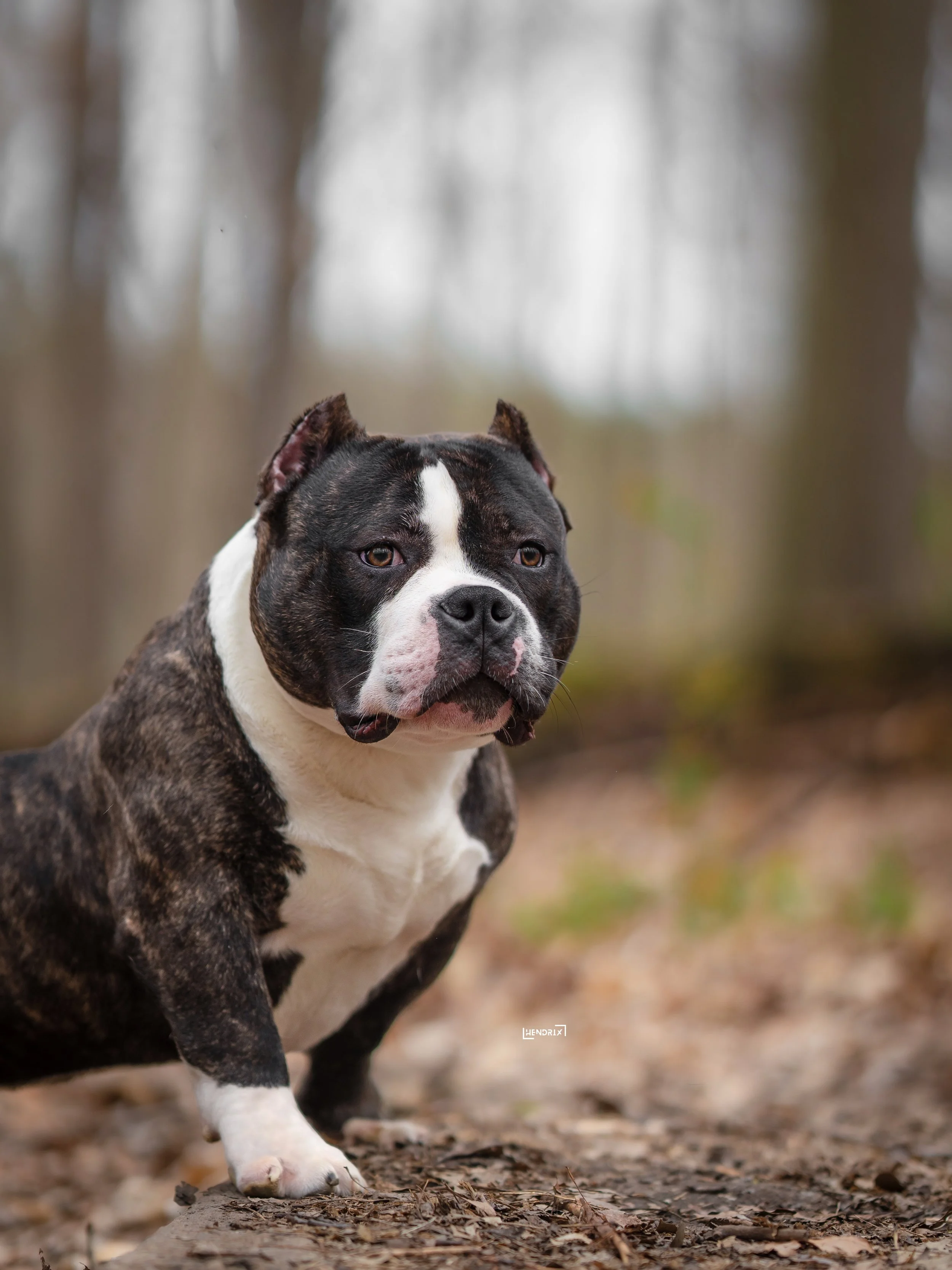 A brindle and white pitbull dog standing outdoors on a dirt path in a forested area with tall trees in the background.