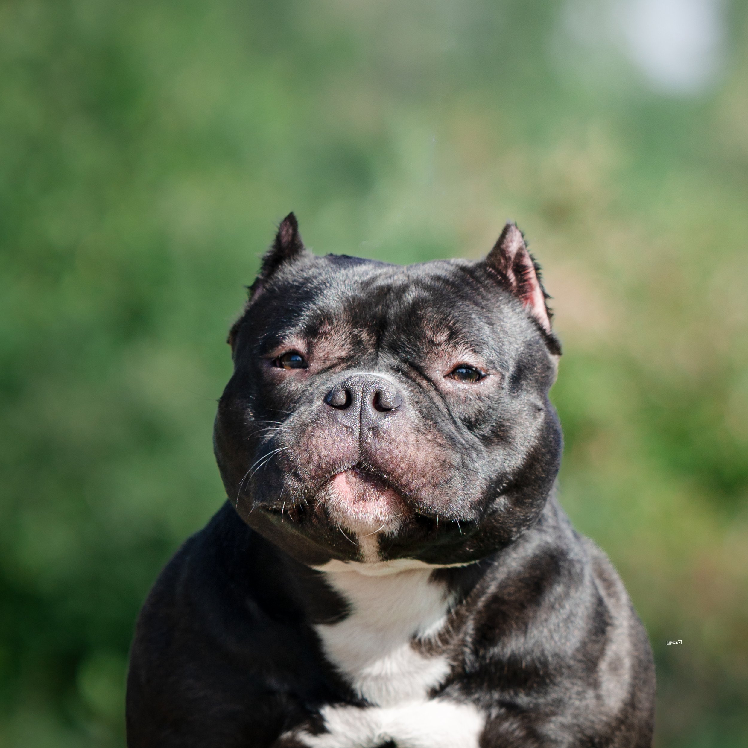 Close-up of a black and white French Bulldog outdoors with a blurred green background.