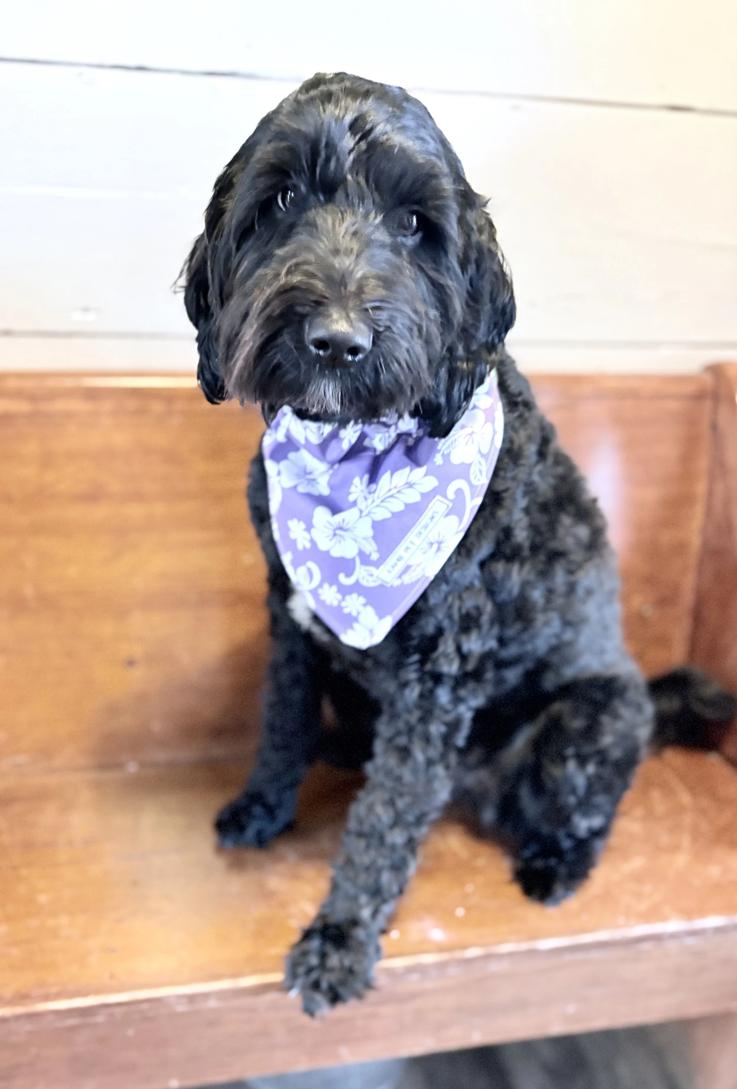 Handmade Reversible Lavender/Hawaiian Floral Dog Bandana