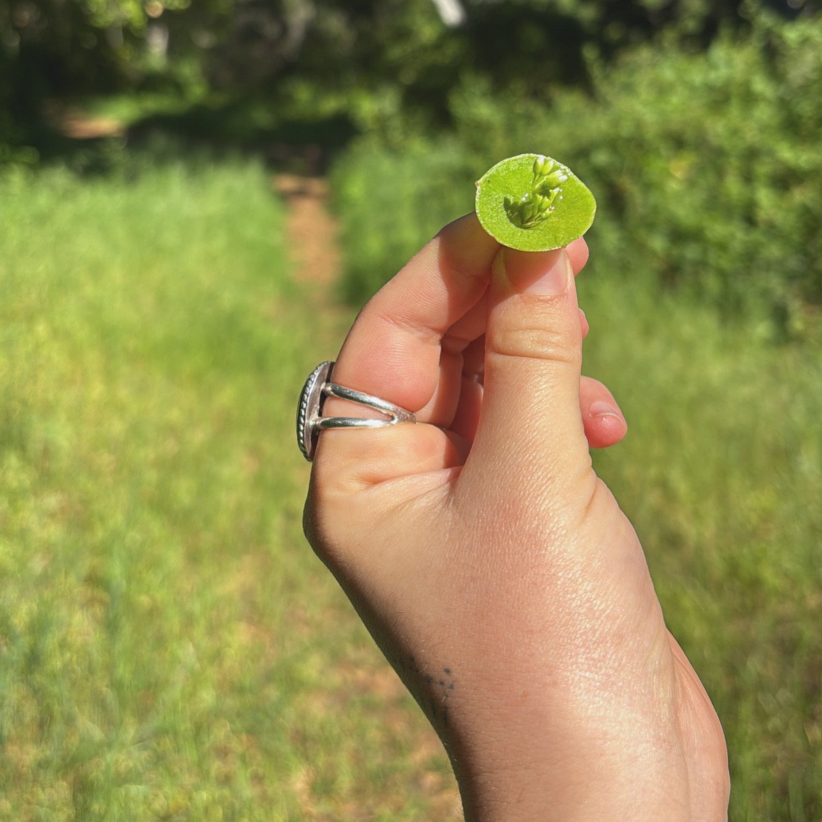 Vernal Blooms ~ Seasonal Herbalism Weekend Workshop & Campout
