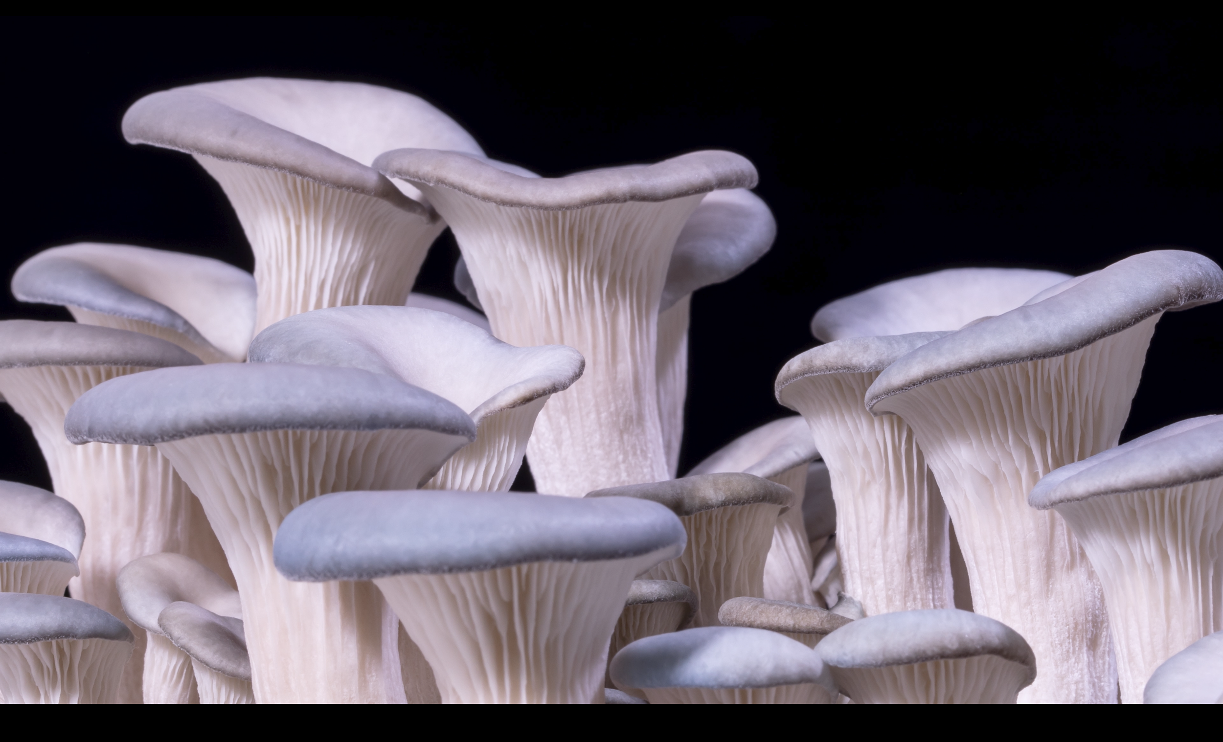 GROWING SHROOM SCREEN SHOT.png